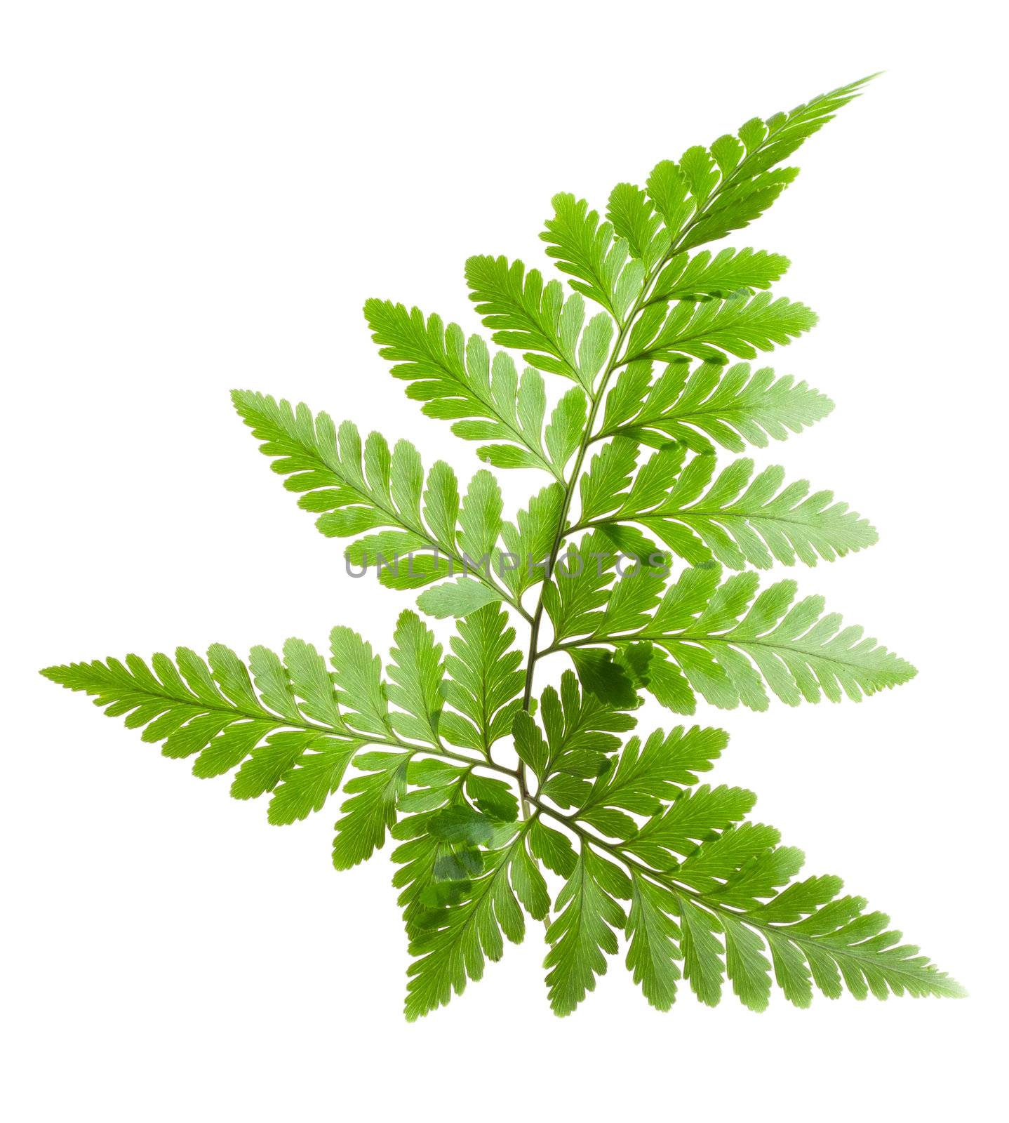 fern leaf by tehcheesiong