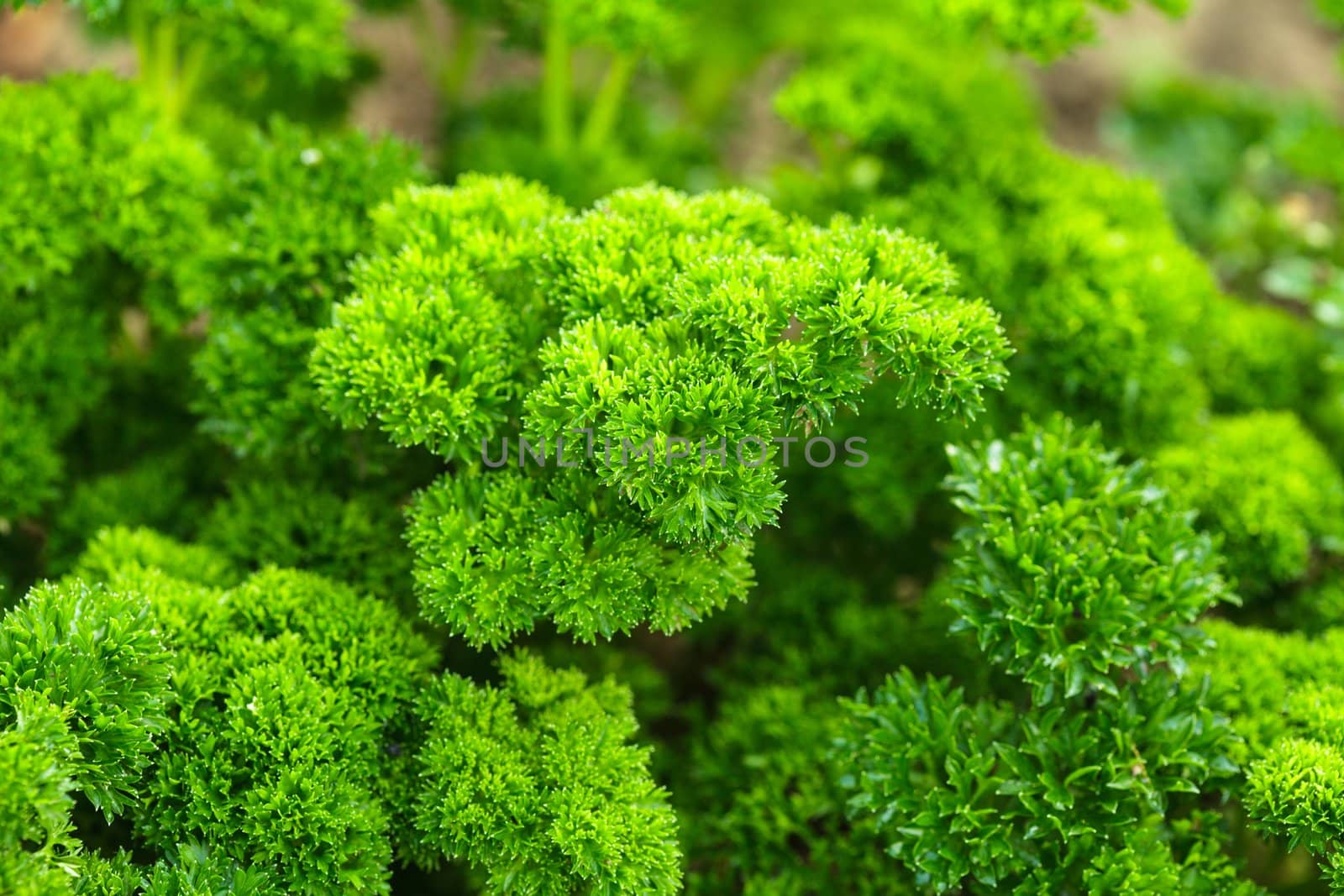 Curly parsley by oksix