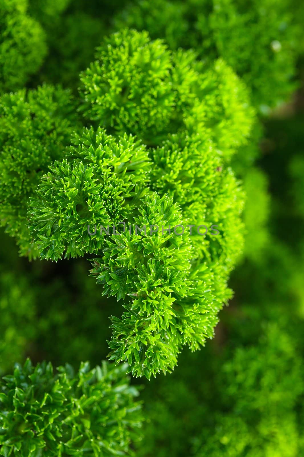 Curly parsley leaves closeup in the garden