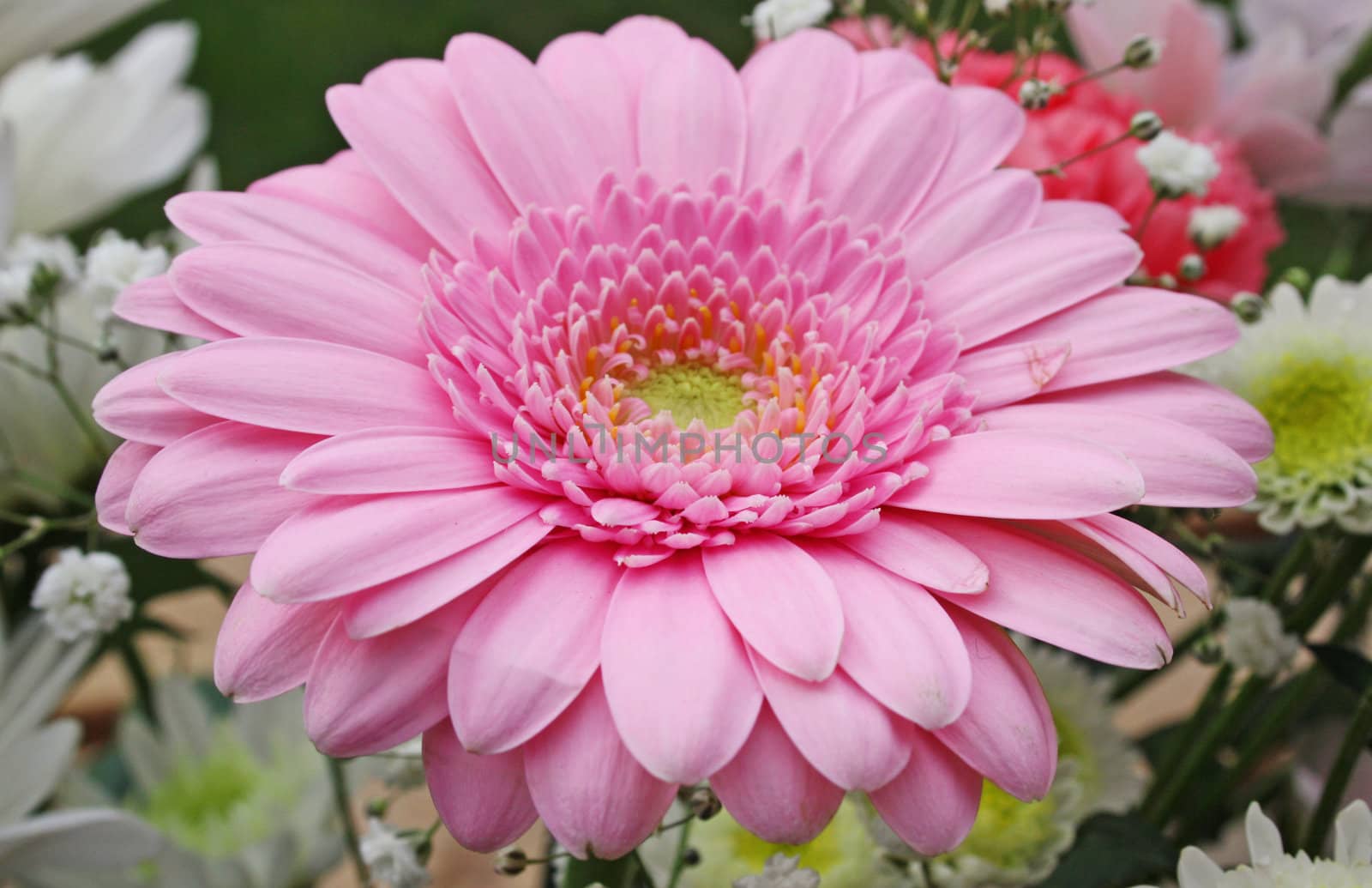 pink gerbera flower