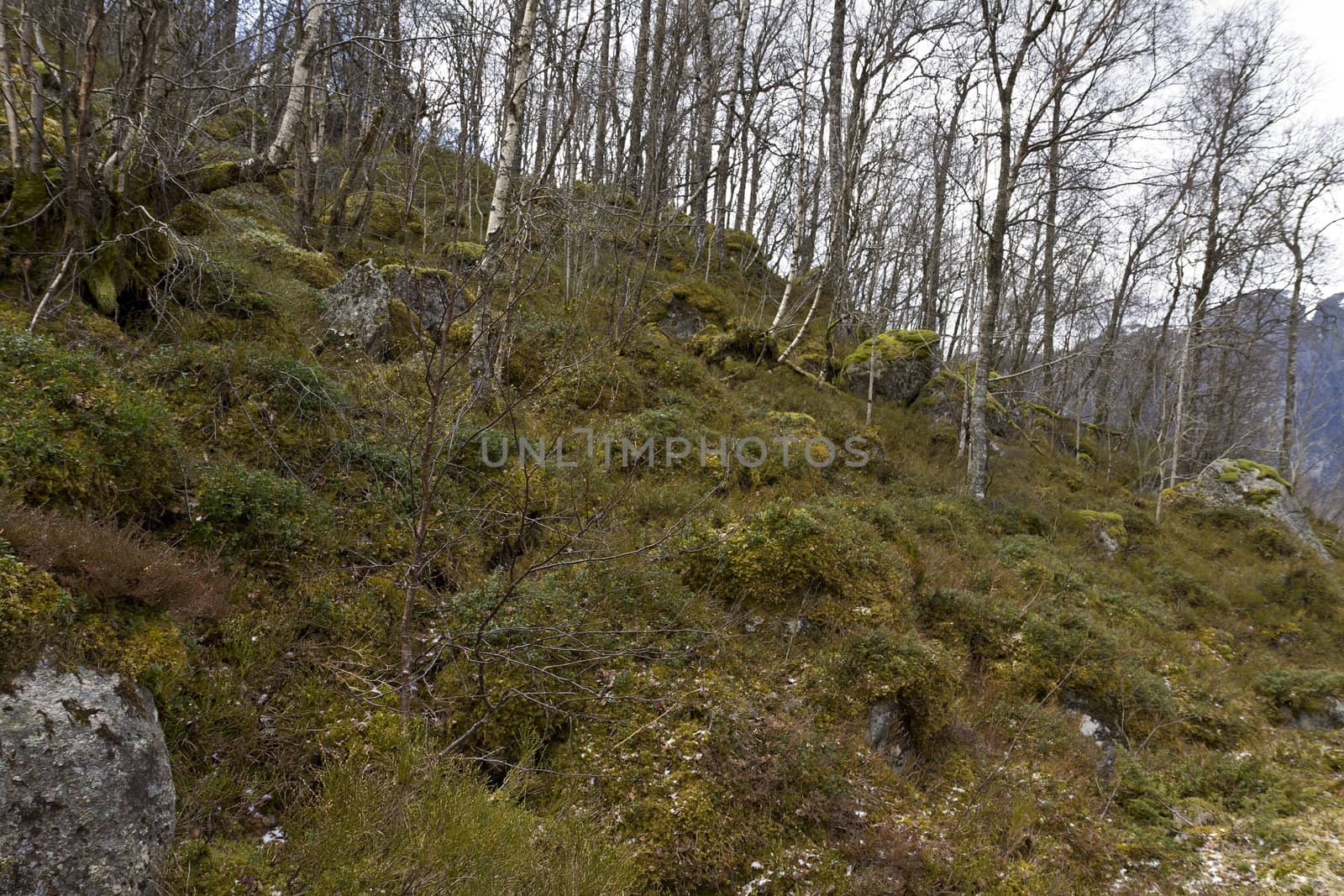 rural forest with birch trees and moss - norway