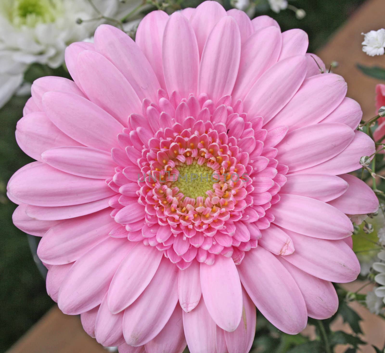 pink gerbera flower