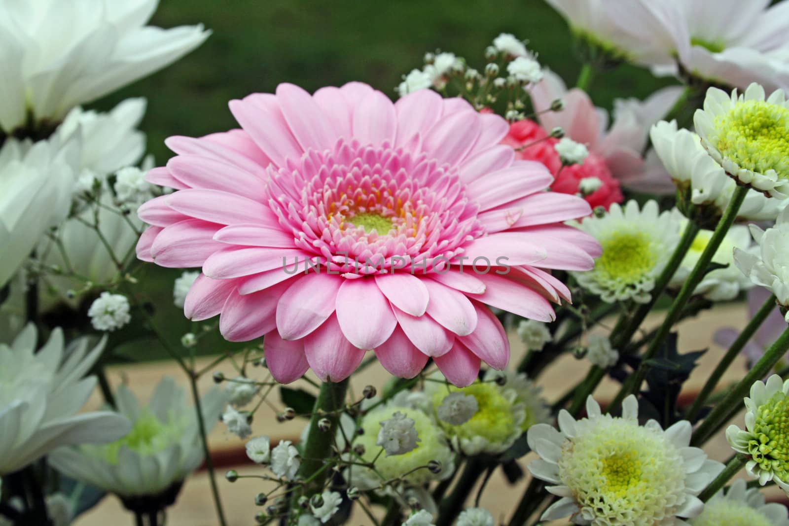 pink gerbera flower