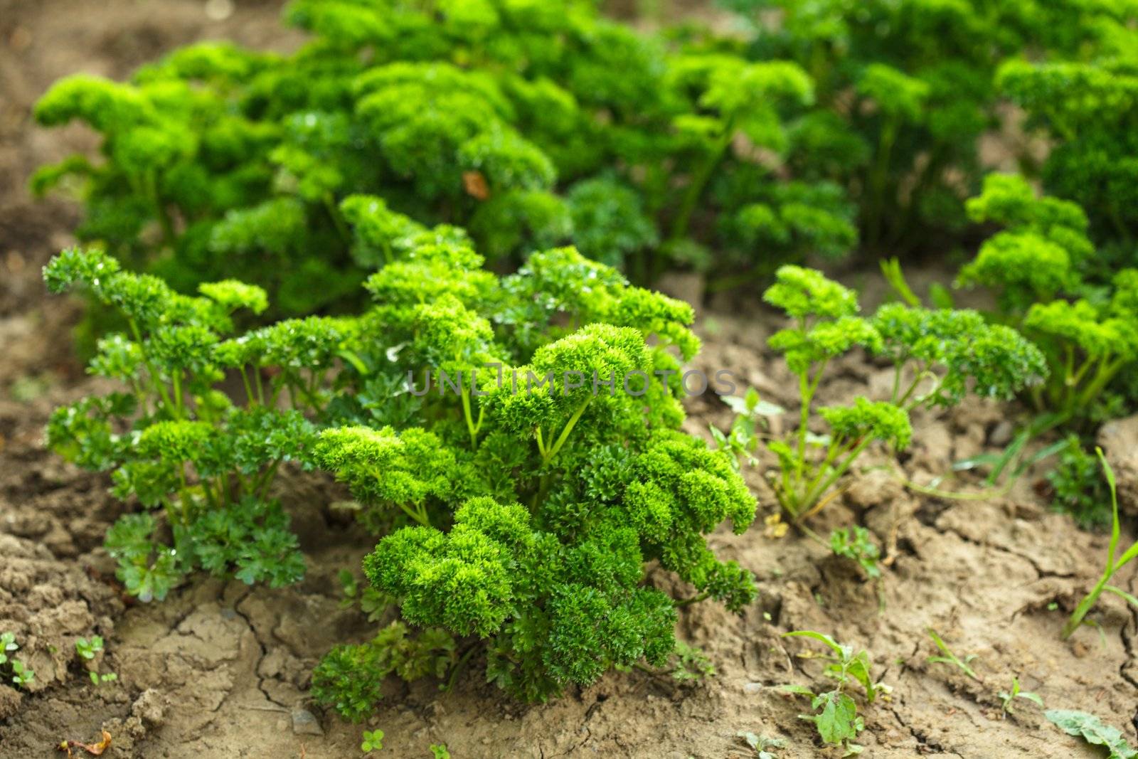 Curly parsley leaves closeup in the garden