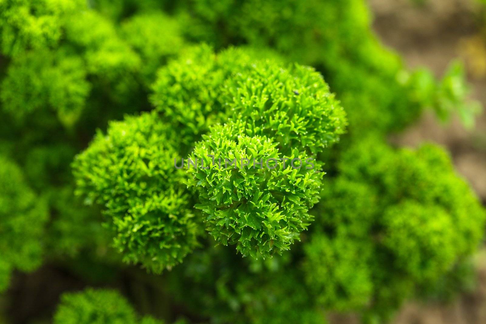 Curly parsley leaves closeup in the garden