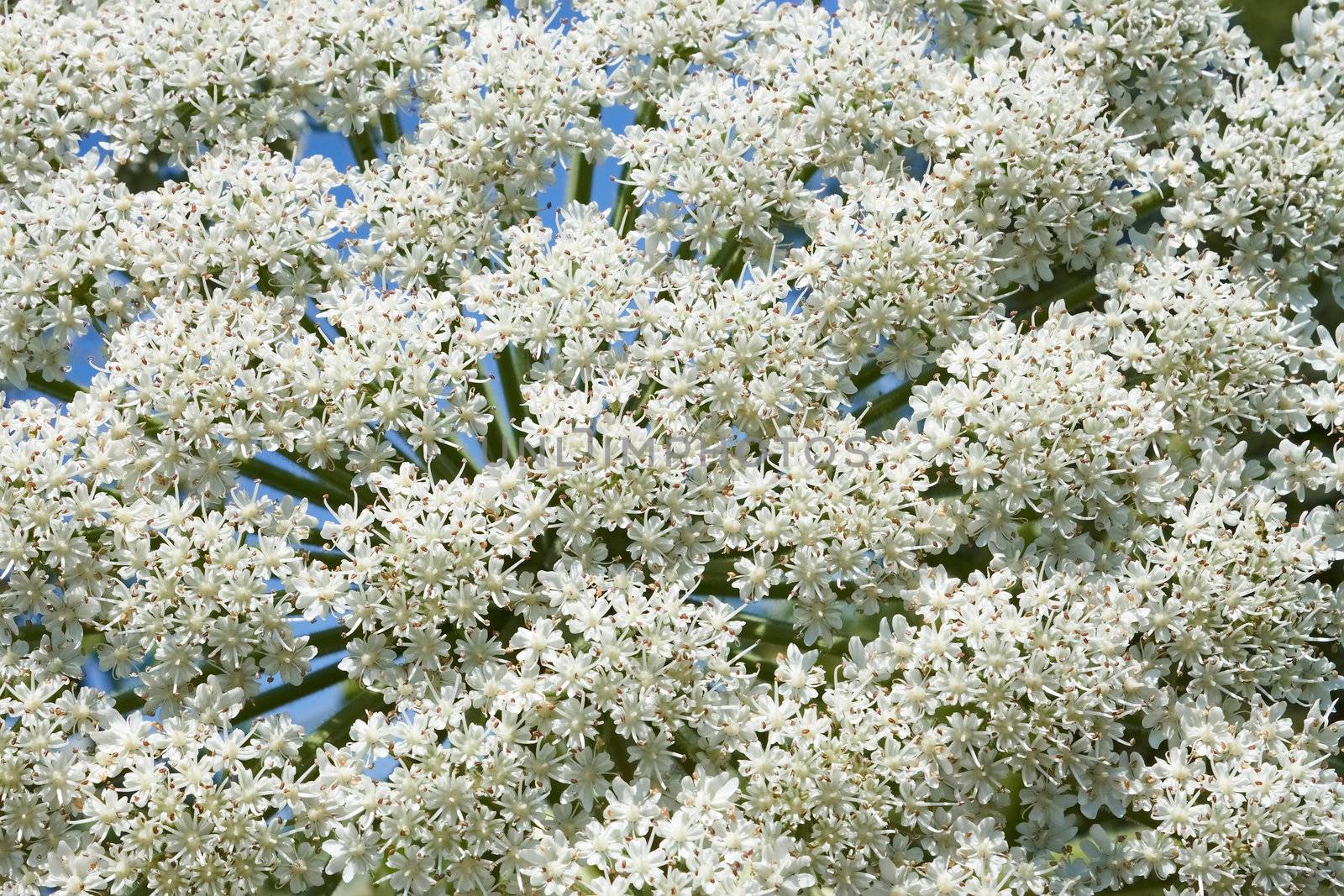 Flowering of giant Hogweed plant inflorescences, close-up. Latin name: heracleum sphondylium