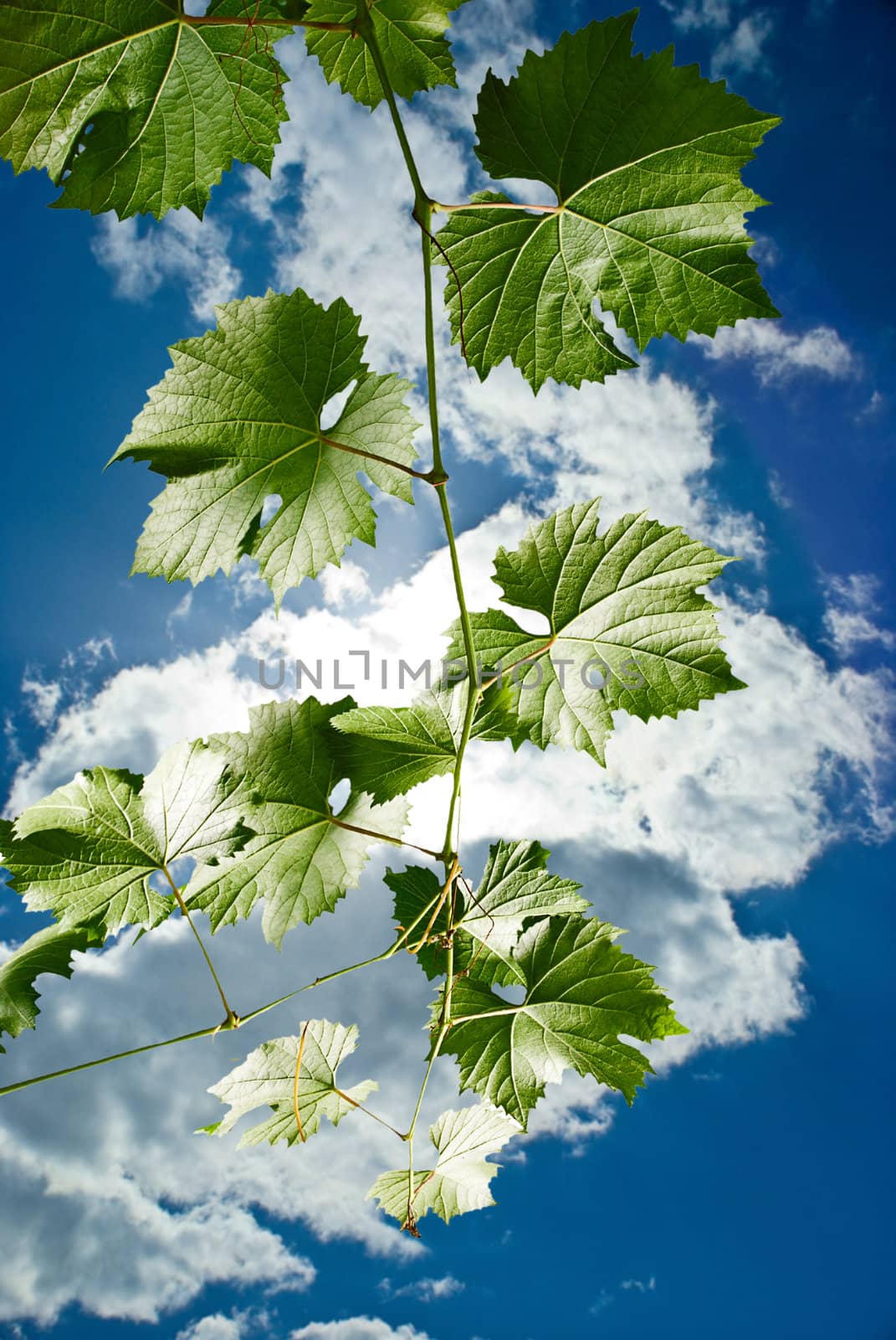 Grape leaves of a branch on blue sky with cloud.