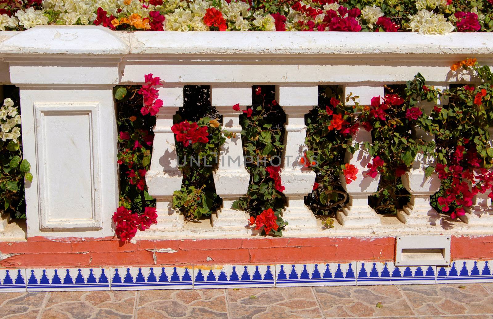 Arabic architecture: walkway with blooming bougainvillea plant              