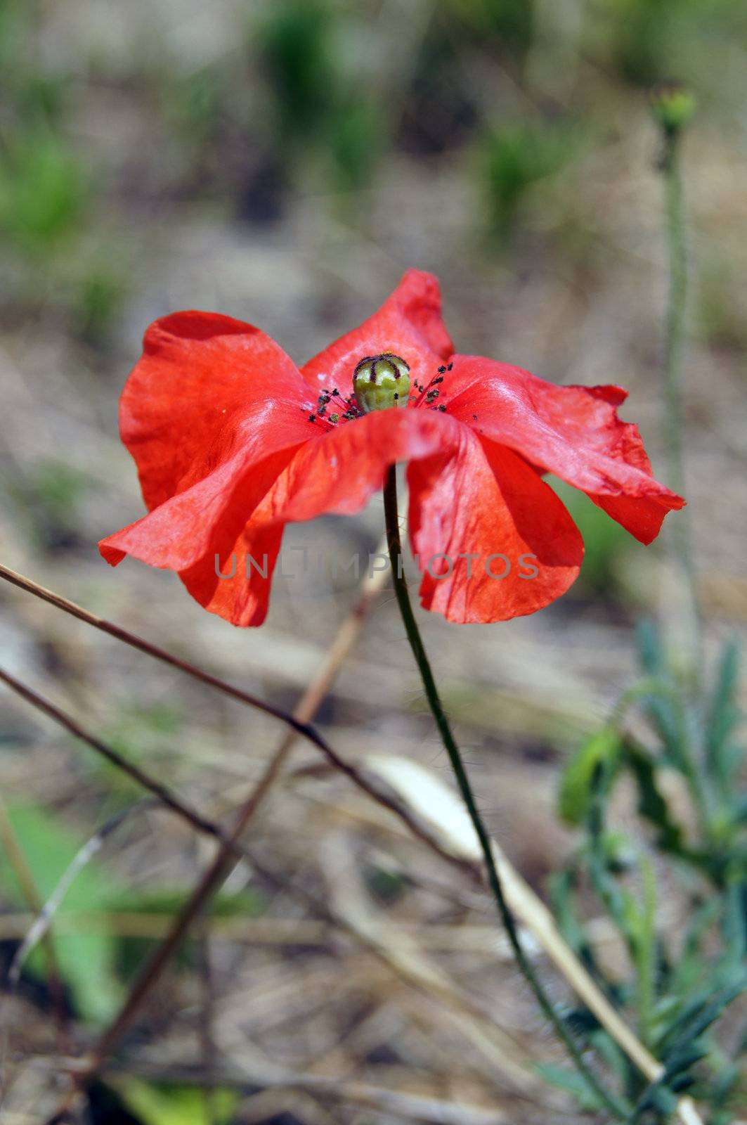 close up of red poppy flower in the field
