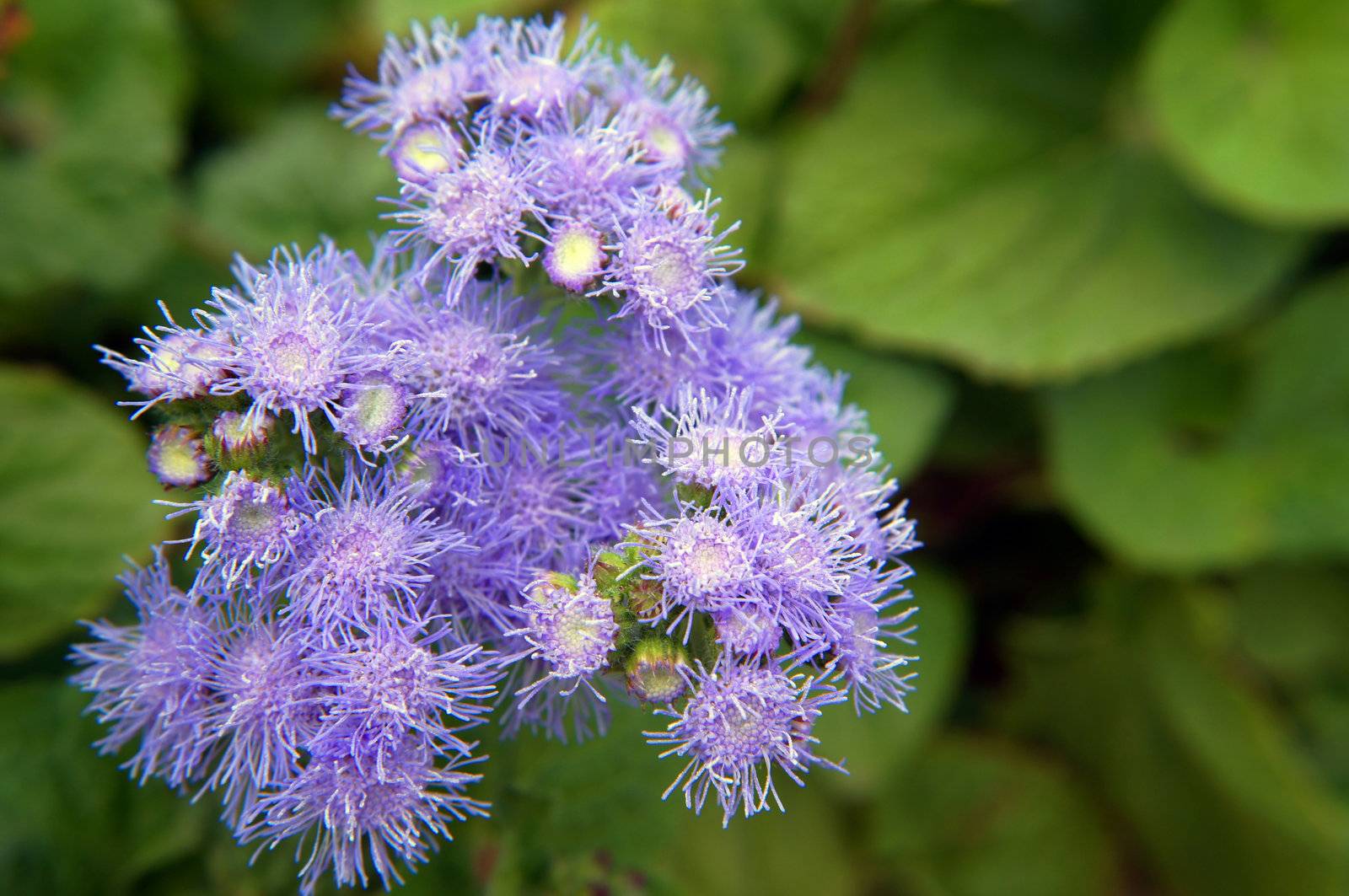Close up of ageratum flower in the garden              