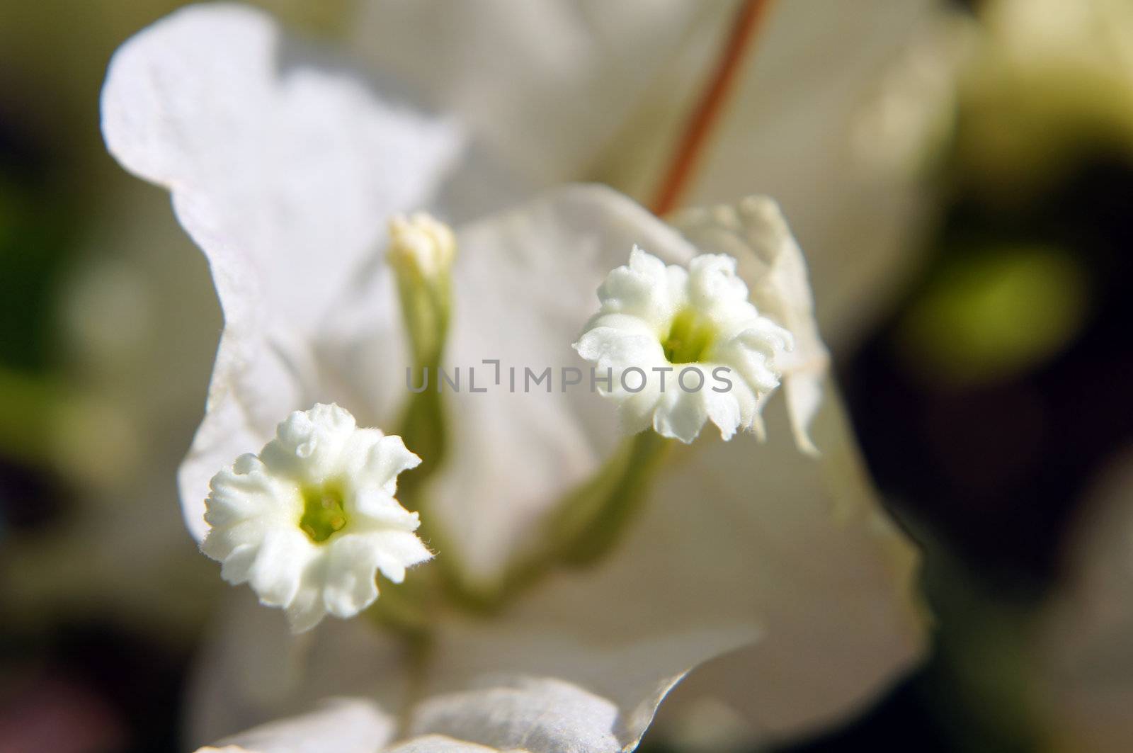 Close up of white bougainvillea flowers                