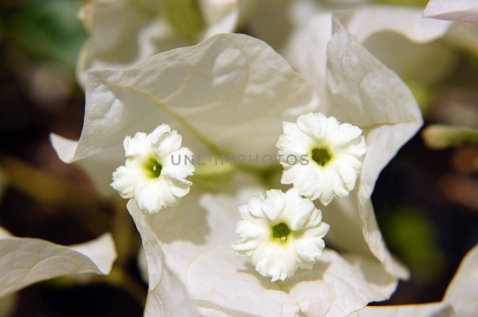 Close up of white bougainvillea flowers     