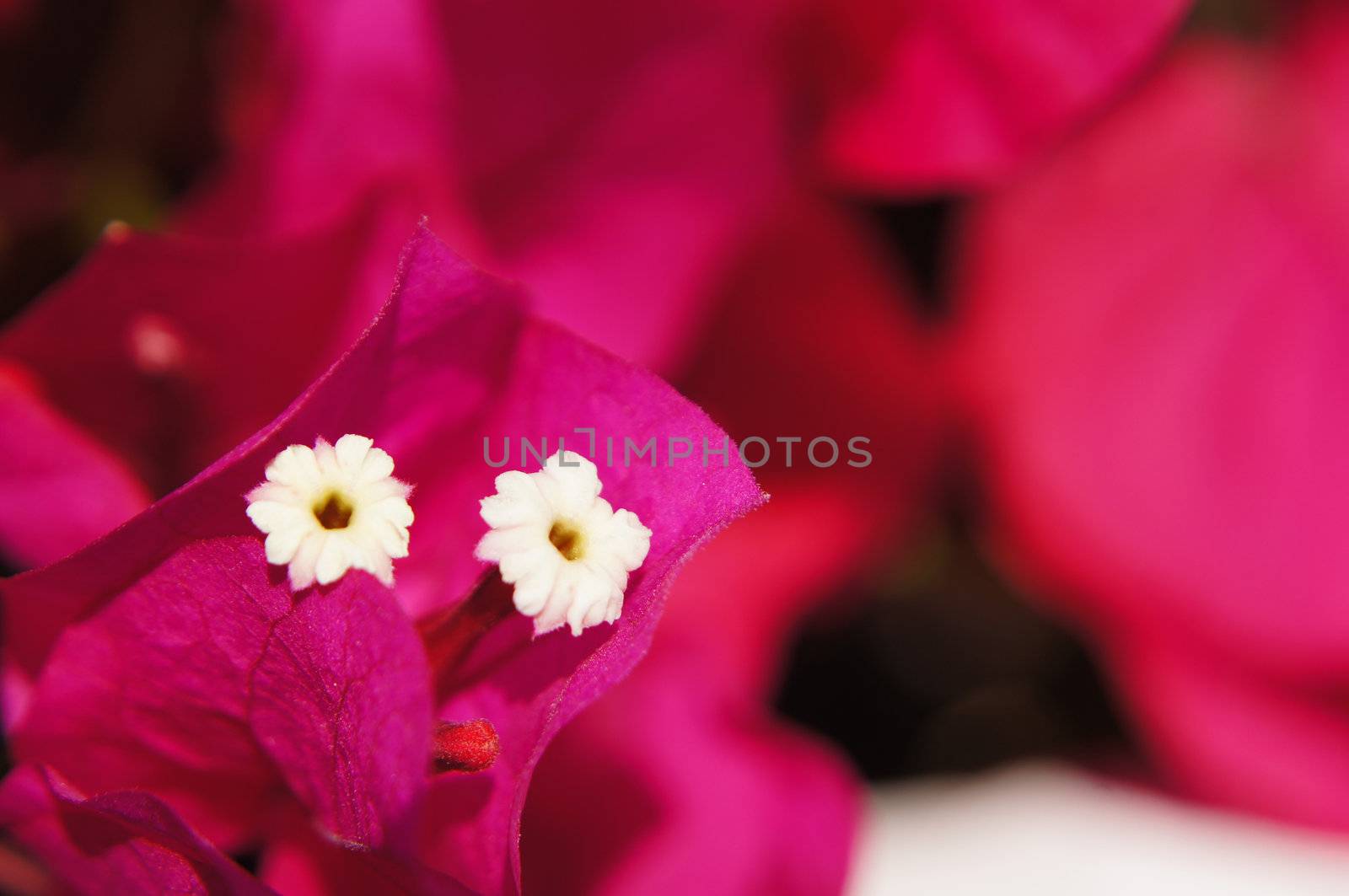 Close up of white bougainvillea flower in the garden