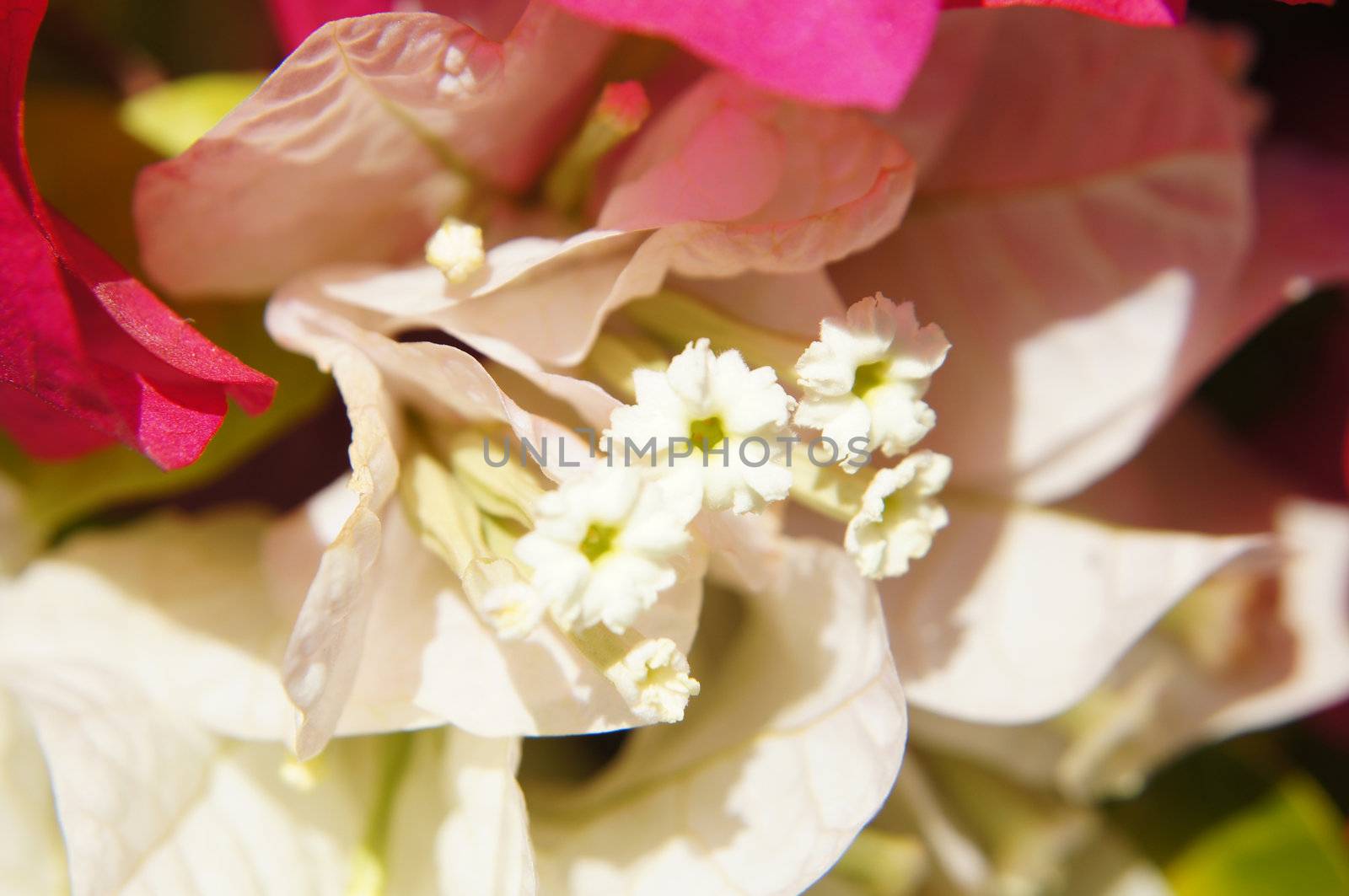 Close up of white bougainvillea flower   