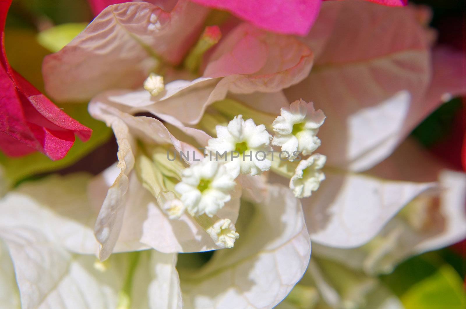 Close up of bougainvillea bush flowers              