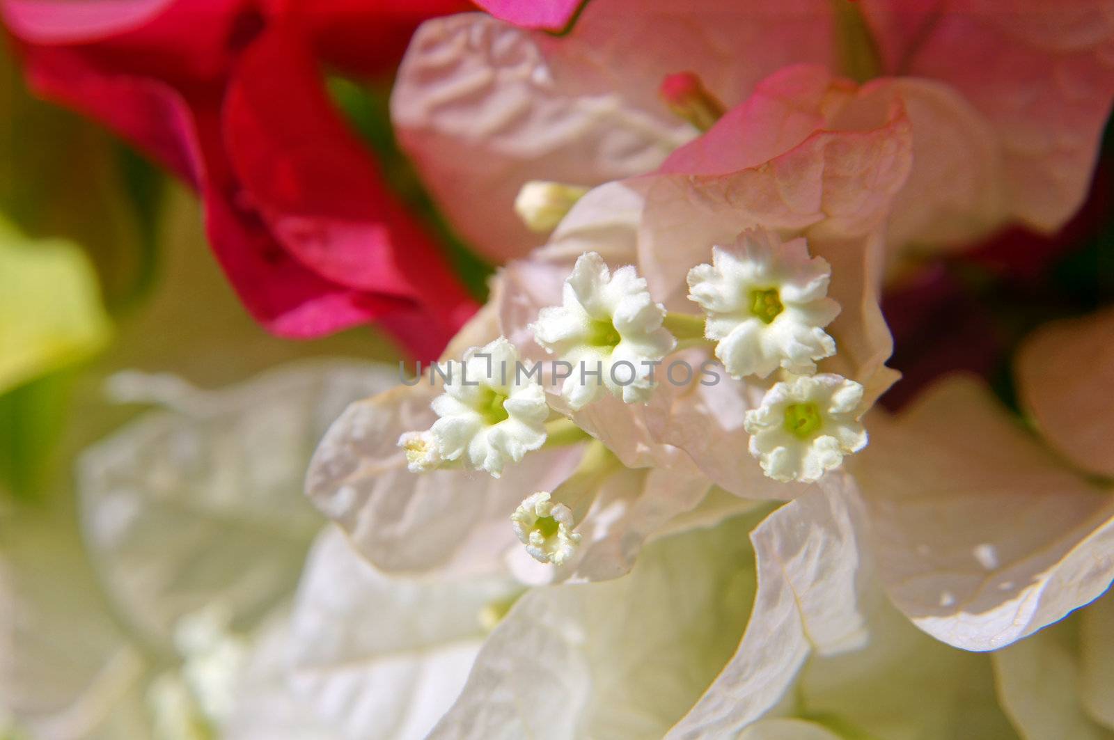 Close up of bougainvillea plant flower                 