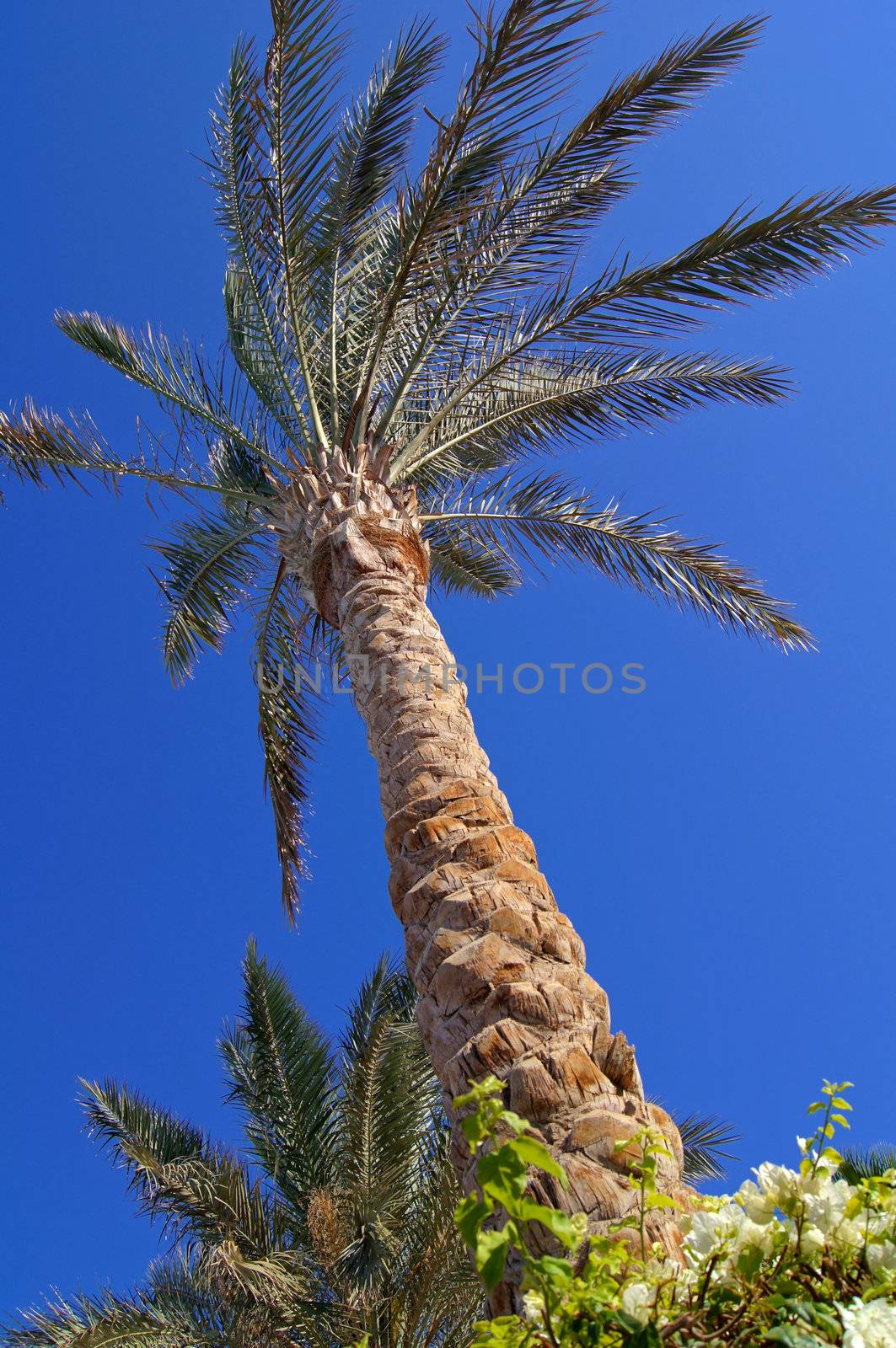 Tropical beach: sun umbrellas and palms
