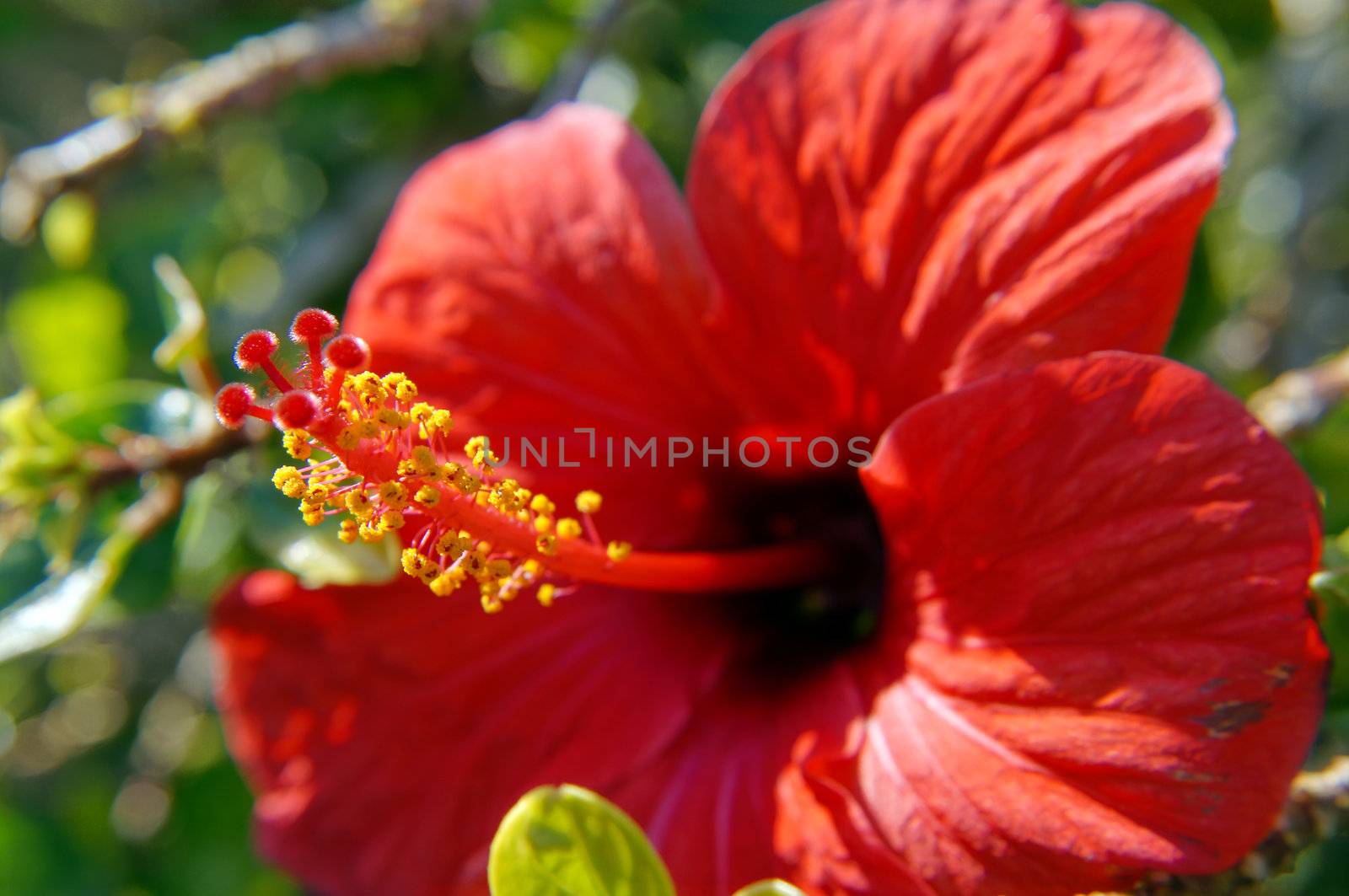 Close up of red hibiscus flower  
