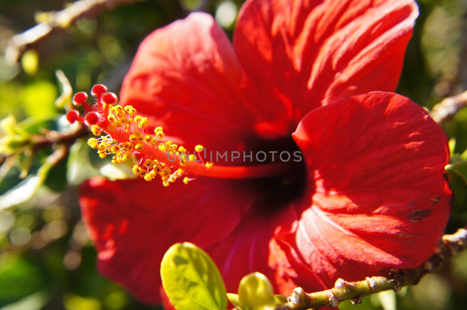 Close up of red hibiscus flower in the garden