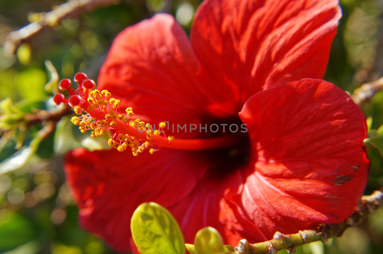 Close up of red hibiscus flower in the garden 
