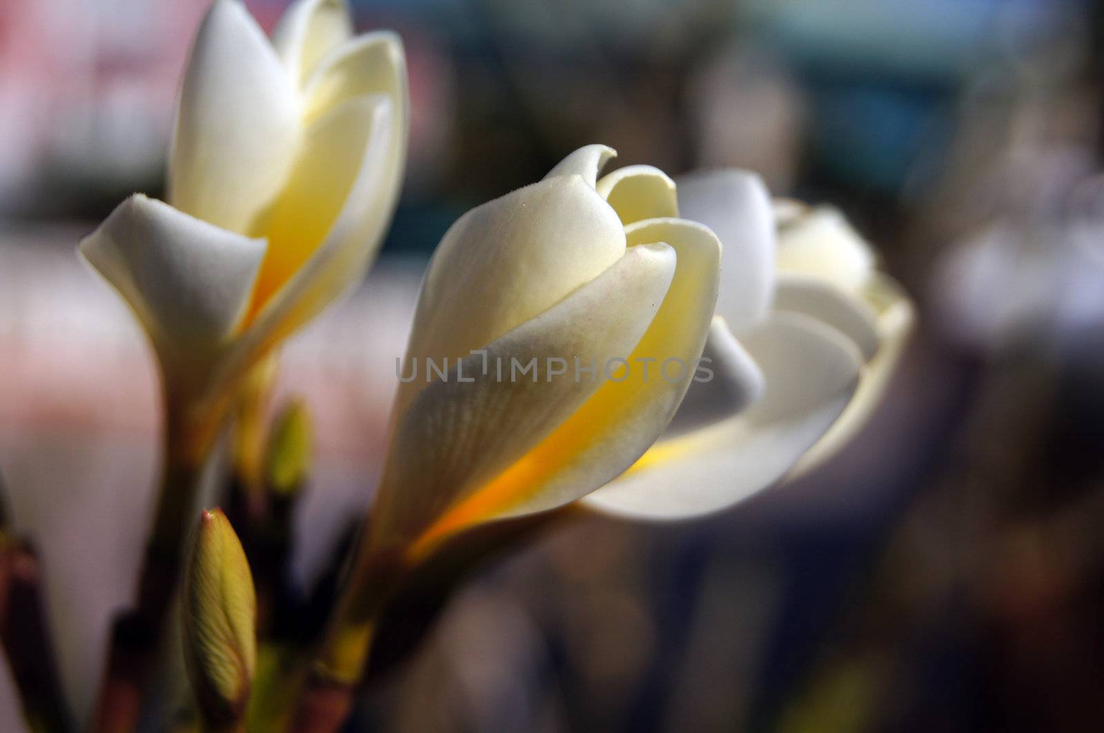 Close up of Plumeria flowers and buds   