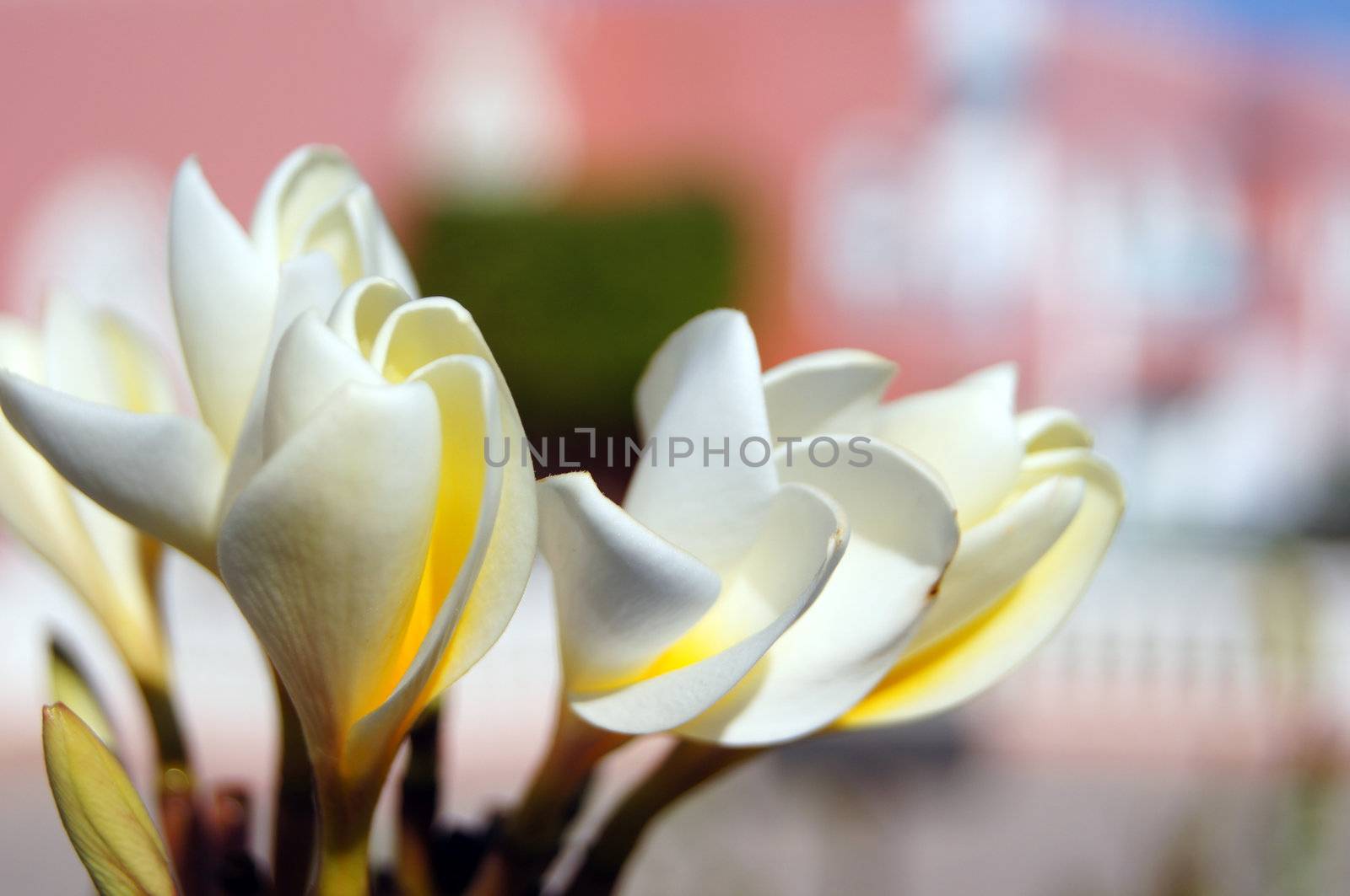 Close up of Plumeria flowers and buds        