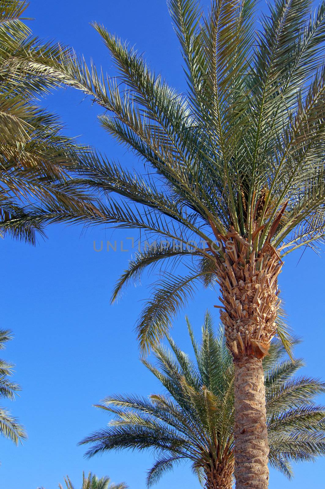 Tropical beach: sun umbrellas and palms