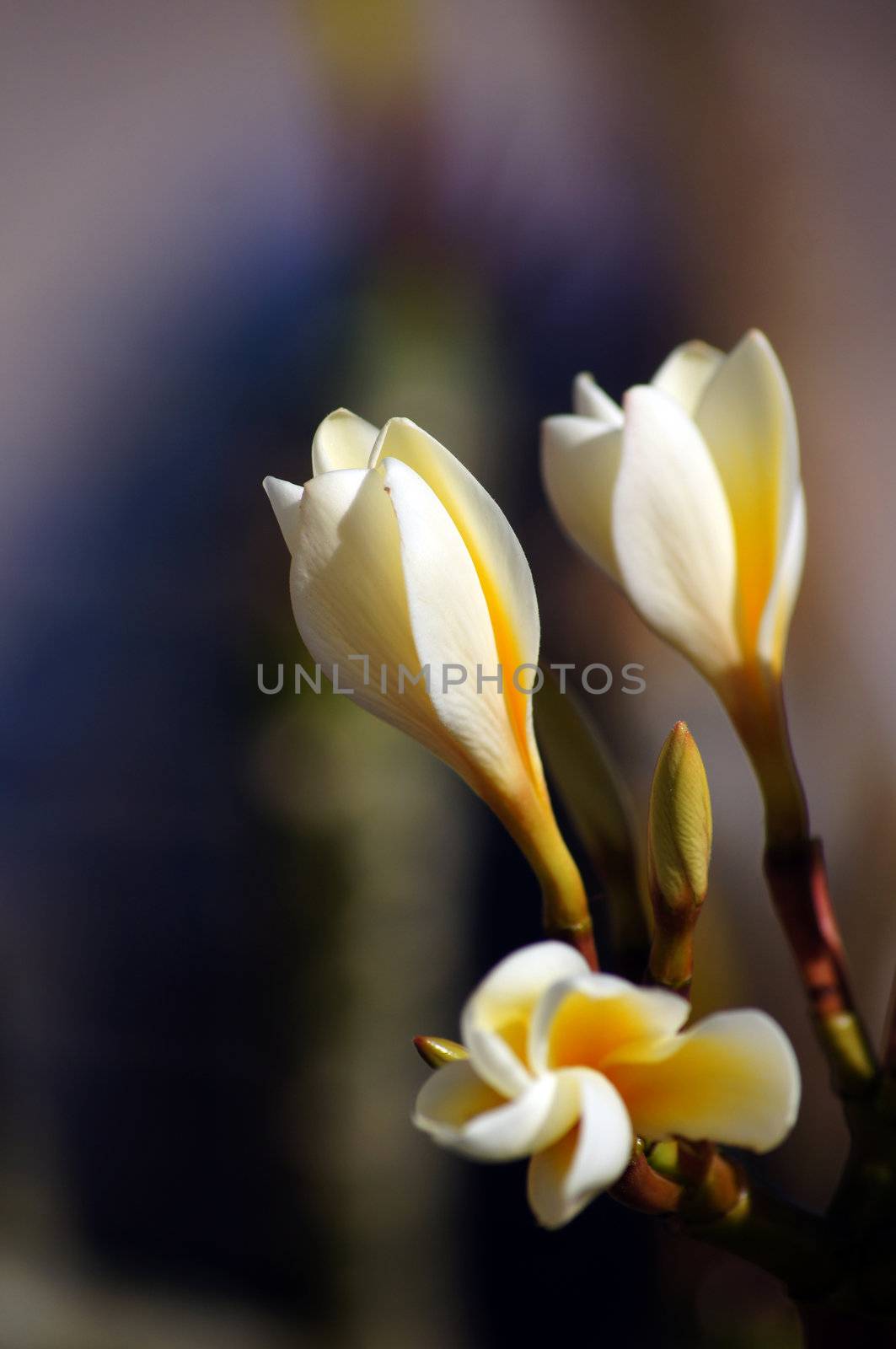 Close up of Plumeria flowers and buds         