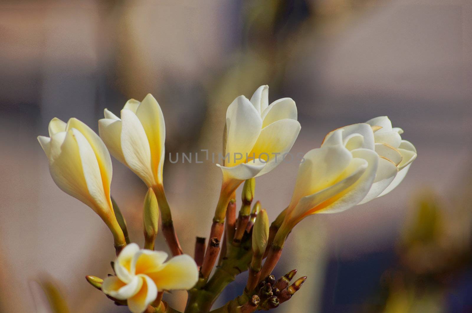 Close up of buds and flowers of Plumeria