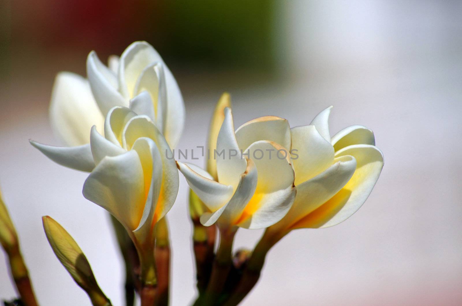 Close up of flower and buds of Plumeria        