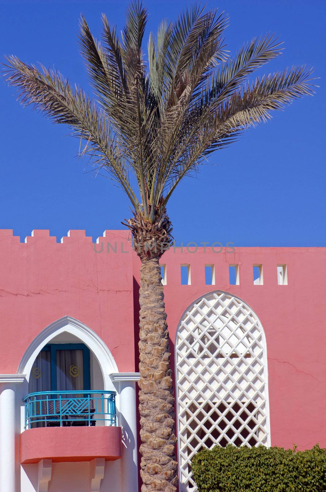 Arabic architecture: palm and red walled villa         