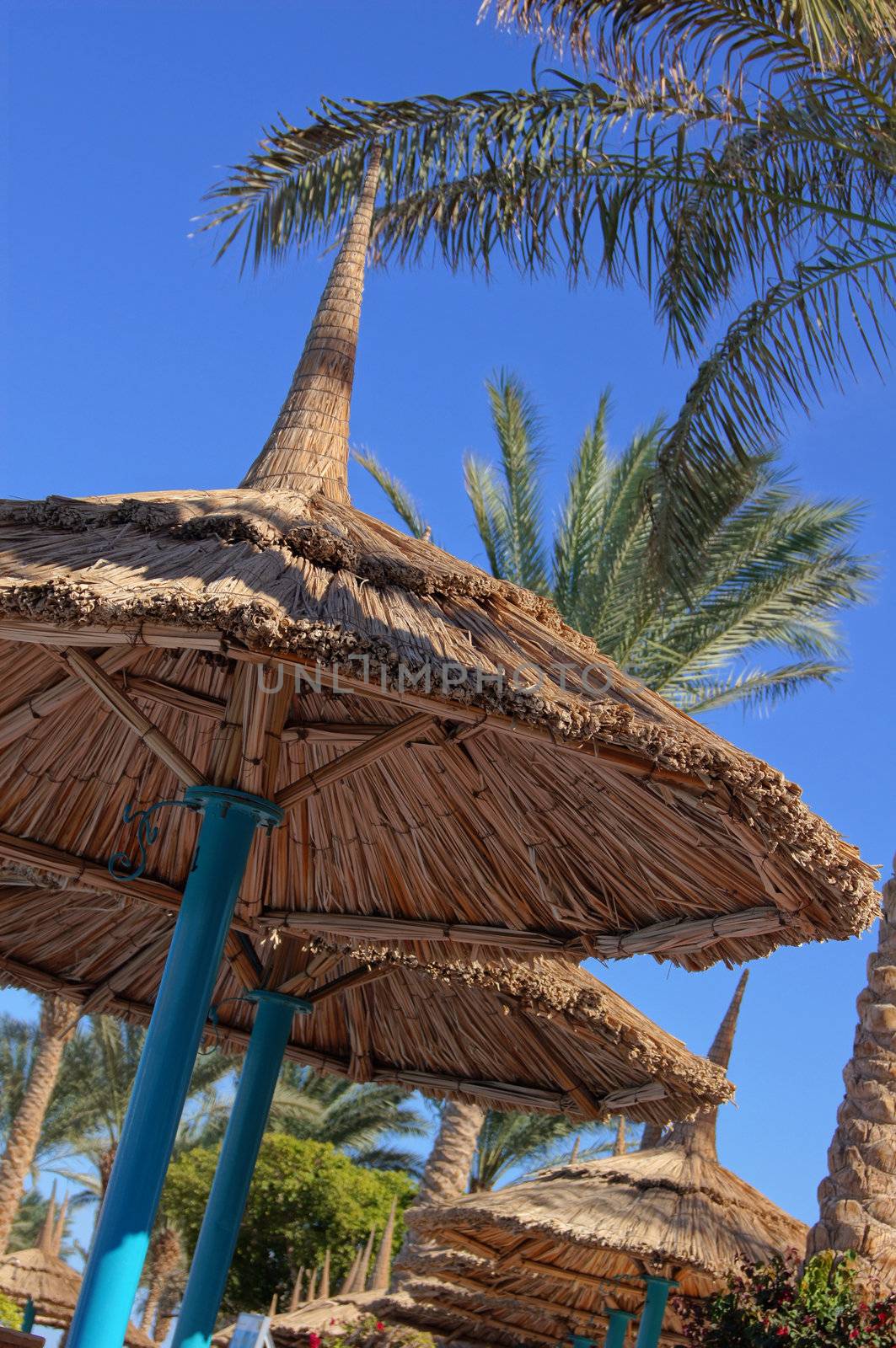 Tropical beach: sun umbrellas and palms         