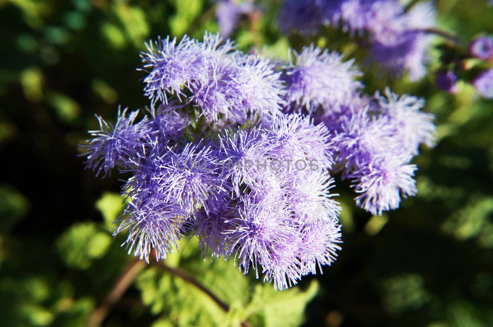 Ageratum by Elet