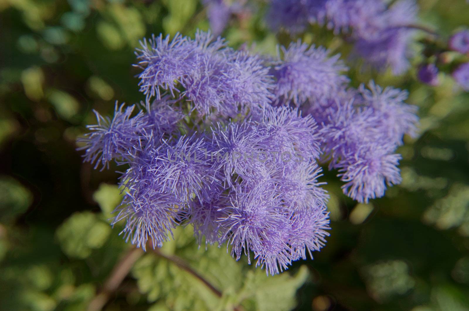 Close up of ageratum flower in the garden    