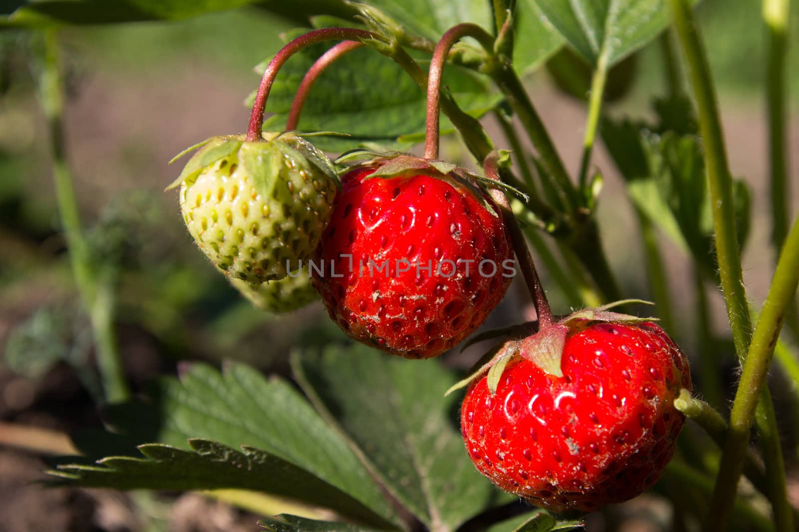 ripening strawberry fruits on the branch in a garden