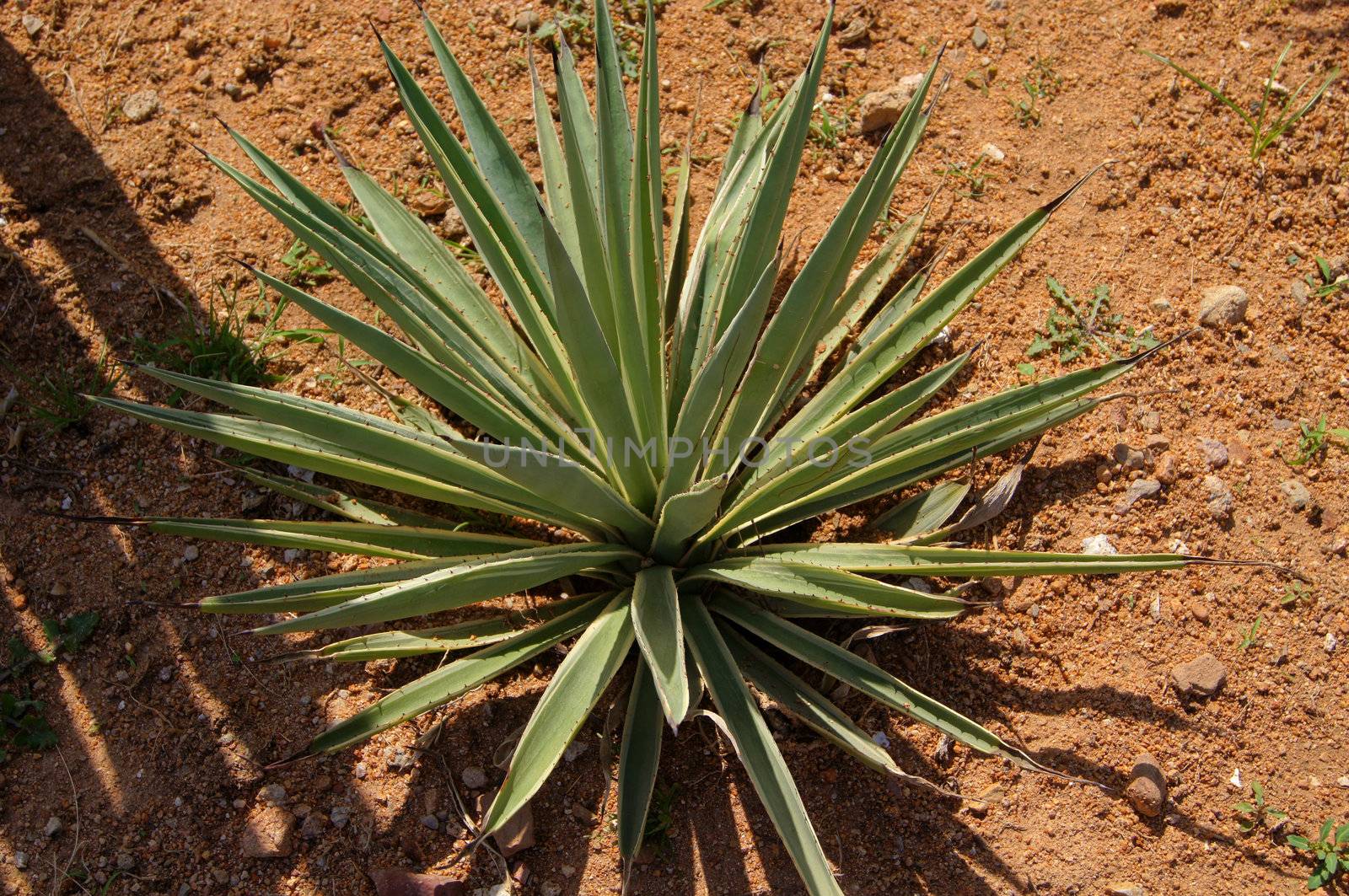 Close up of cactus plant in the desert           