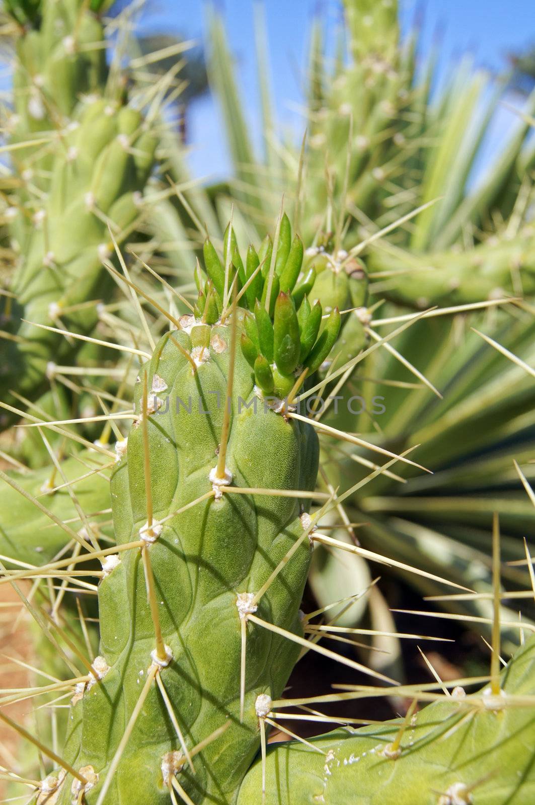 Close up of cactus plant with new parts         