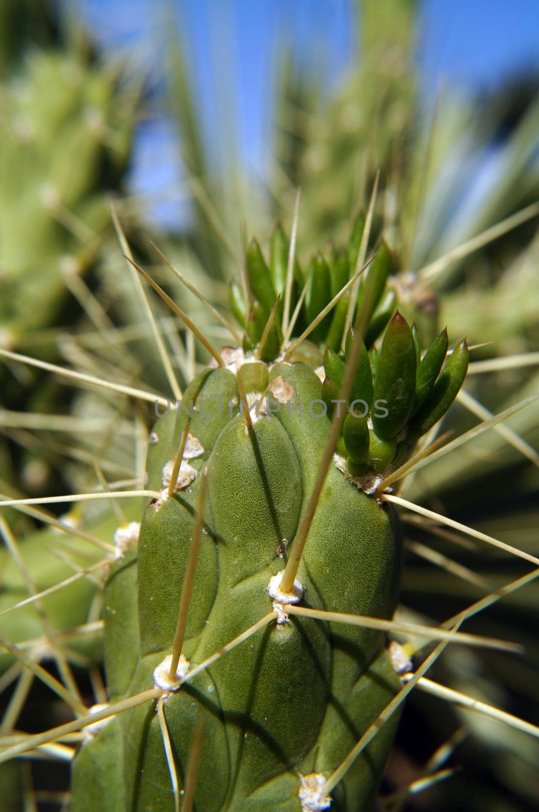 Close up of new growings in the cactus plant    