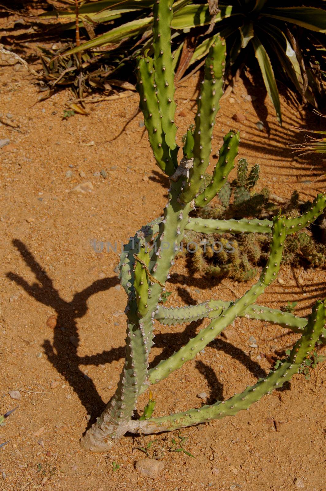 Cactus plant in the desert garden        