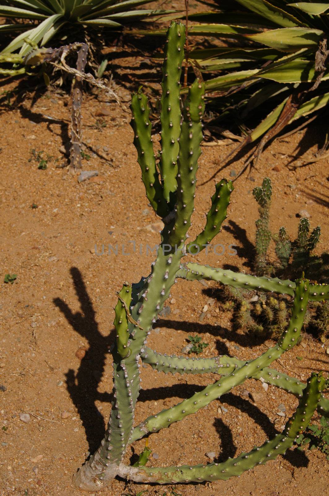 Close up of cactus plant in the desert