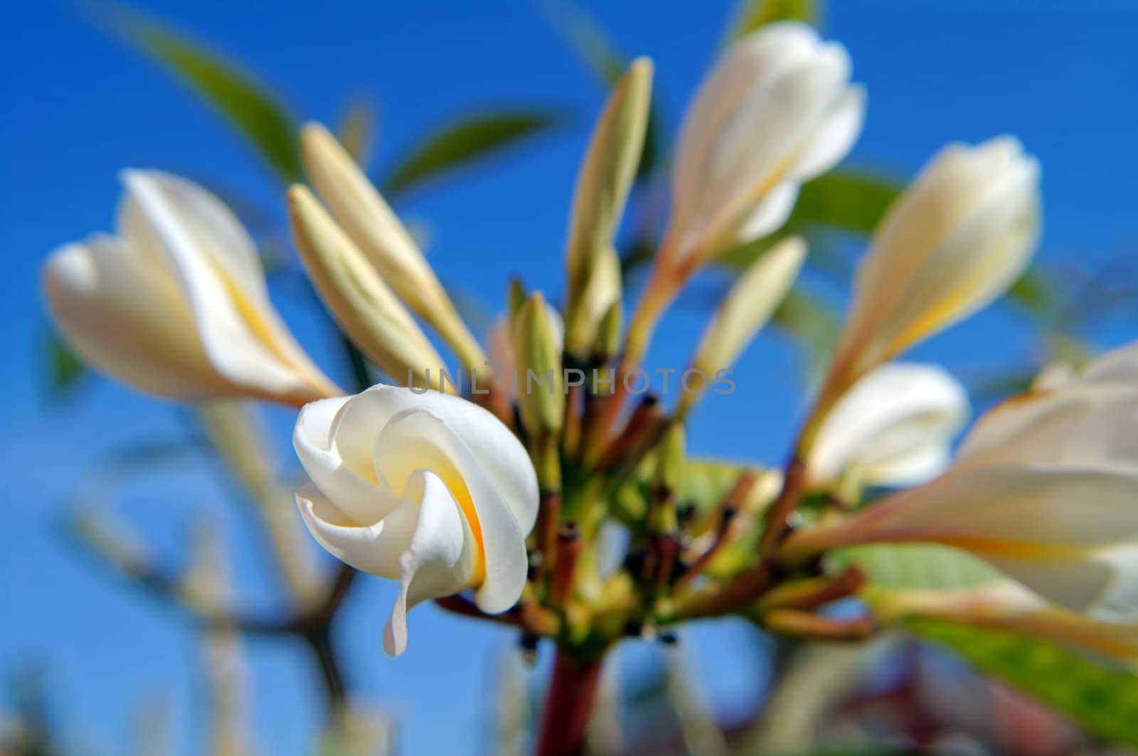 Blooming Plumeria plant and blue sky  