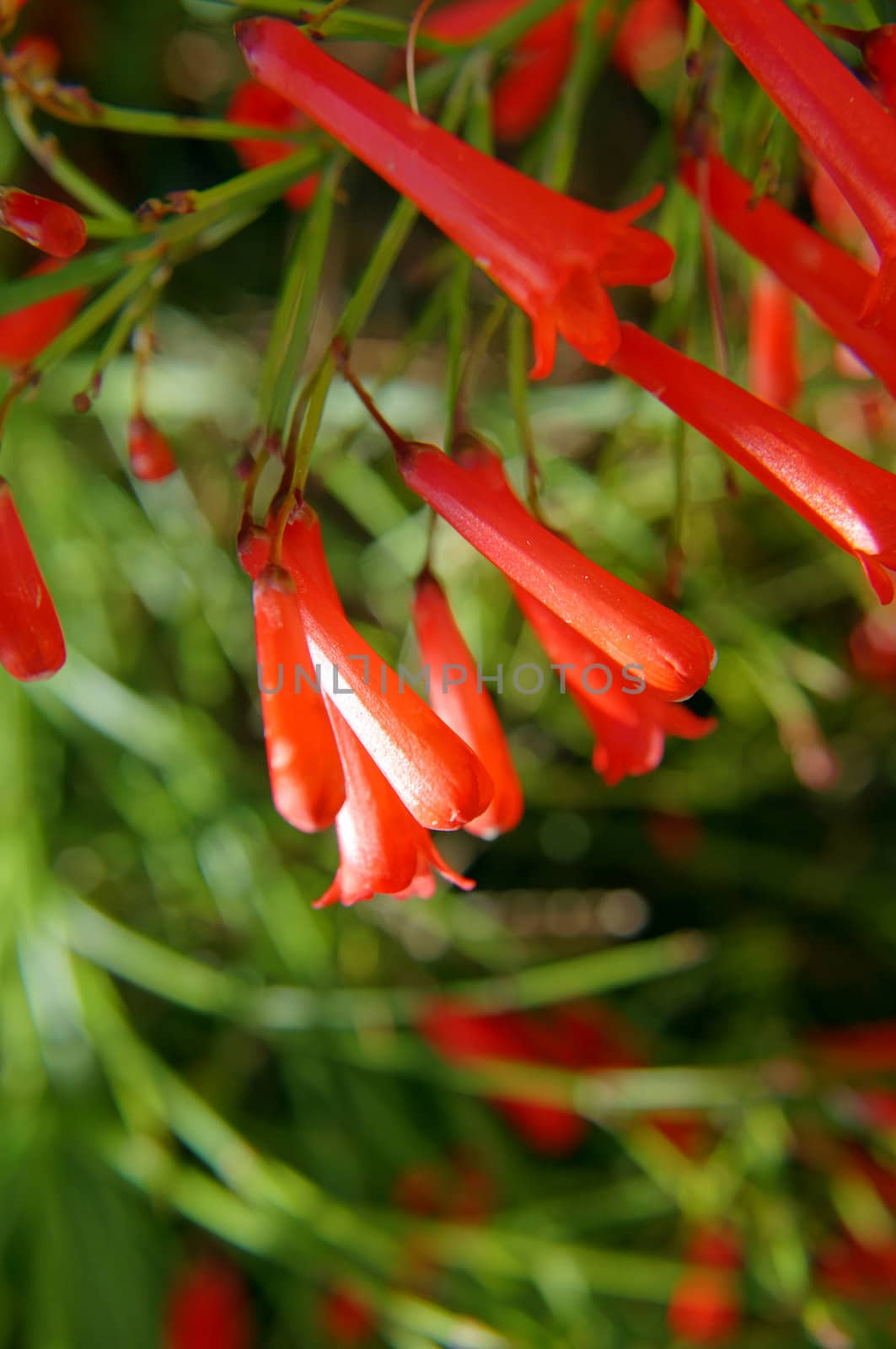 Red blossoms of a firecracker plant. (Russelia equisetiformis)             