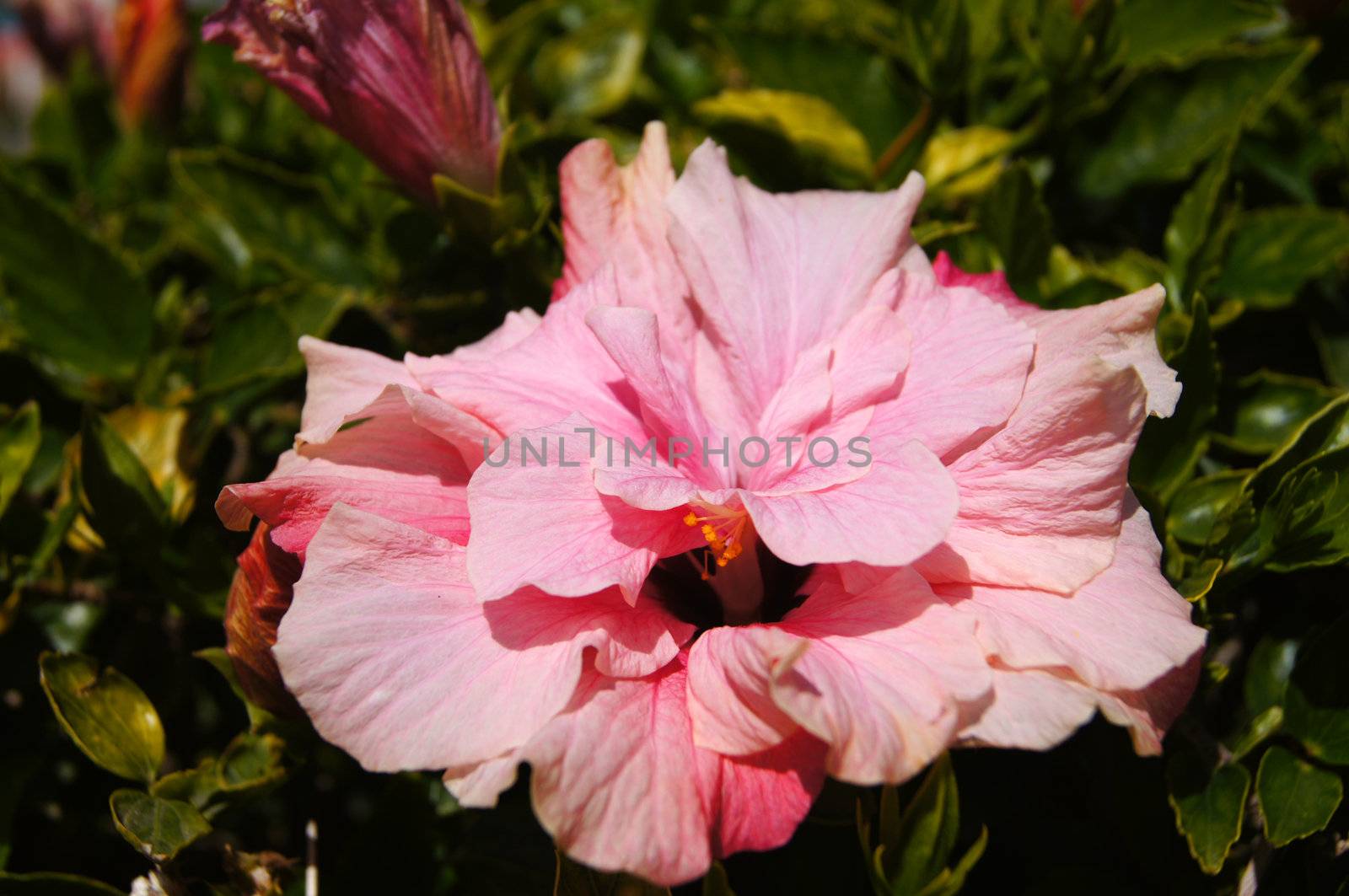 Close up of pink hibiscus flower                   