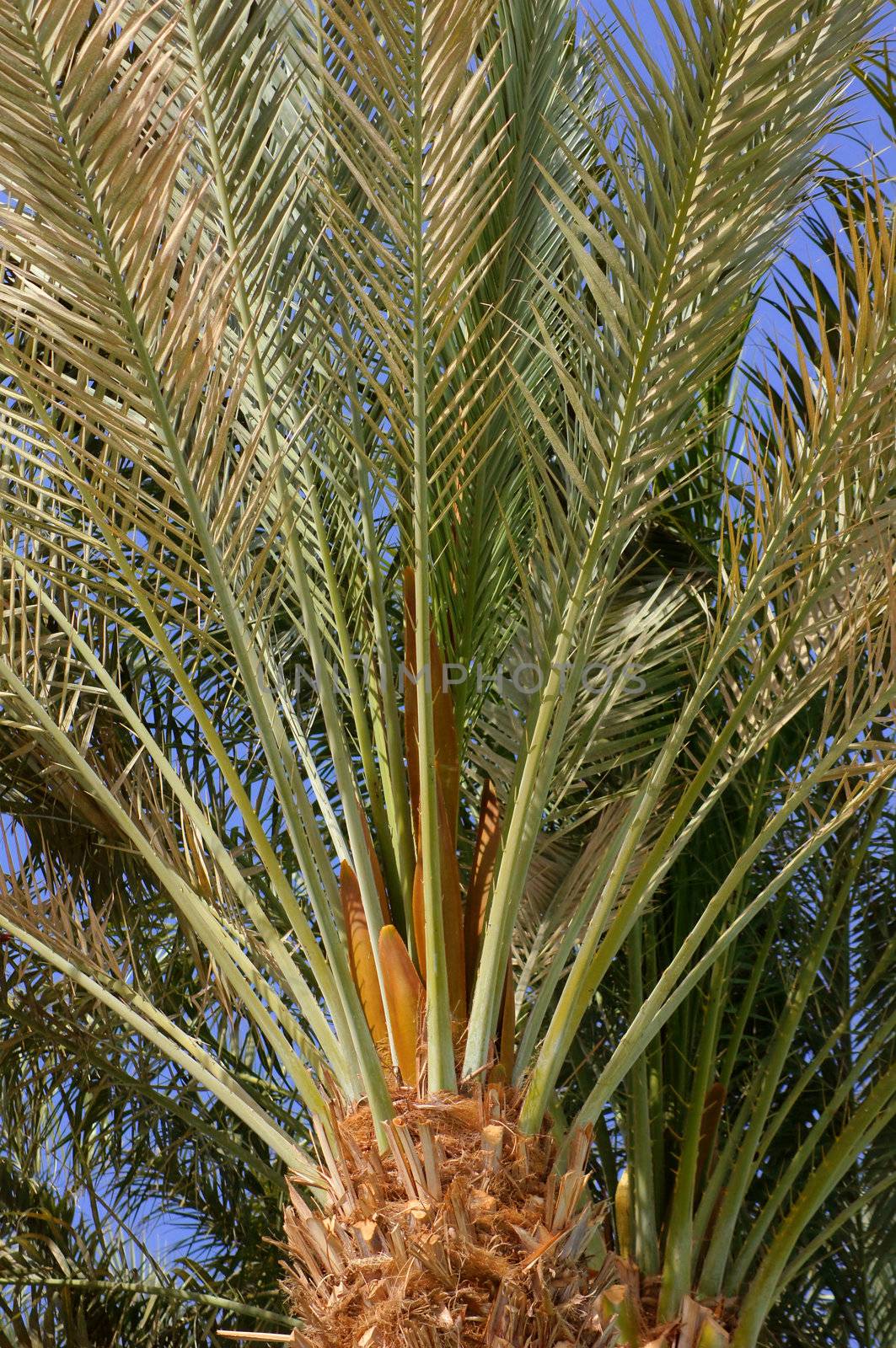 Palm tree by Elet