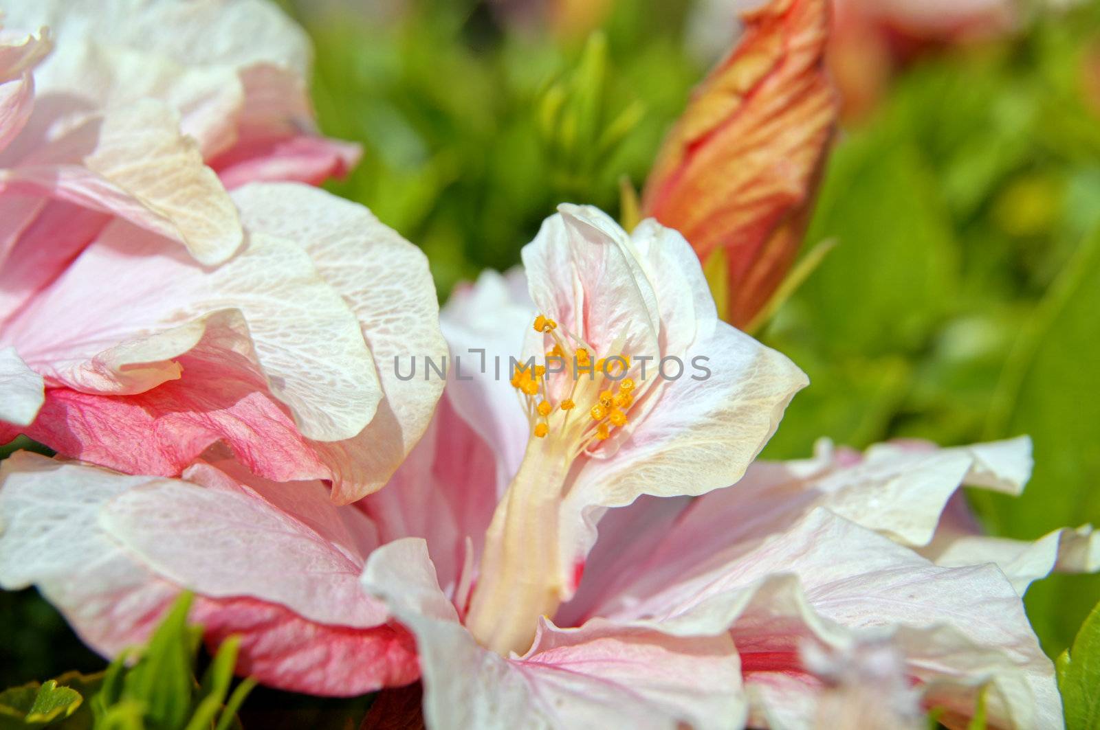 Close up of pink hibiscus flower           