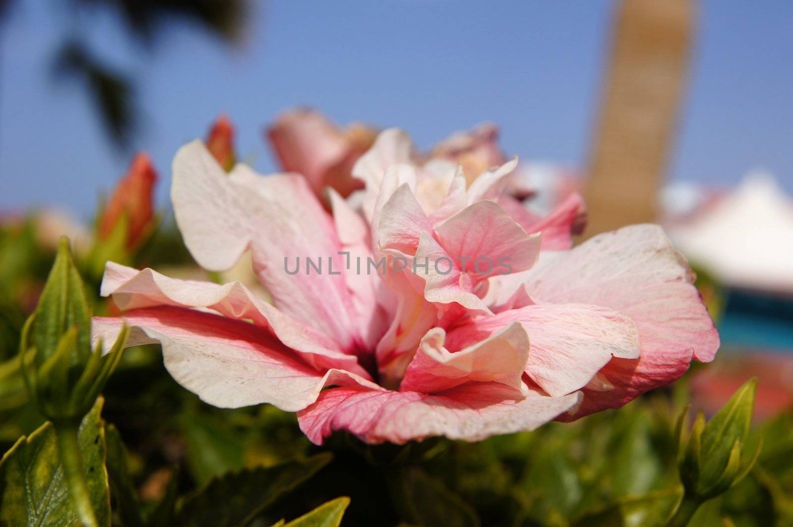 Close up of pink hibiscus flower                  