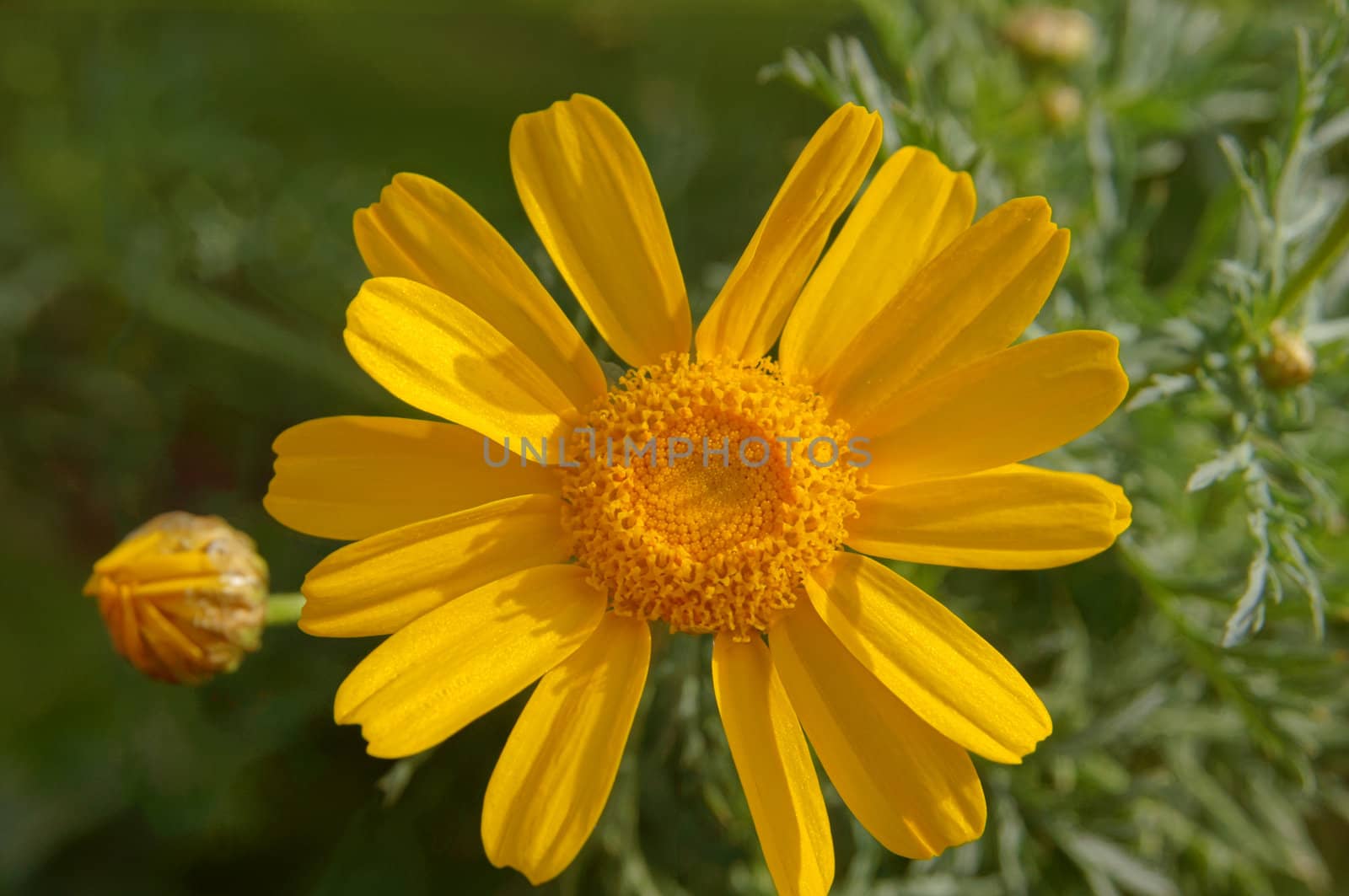 Yellow camomile by Elet