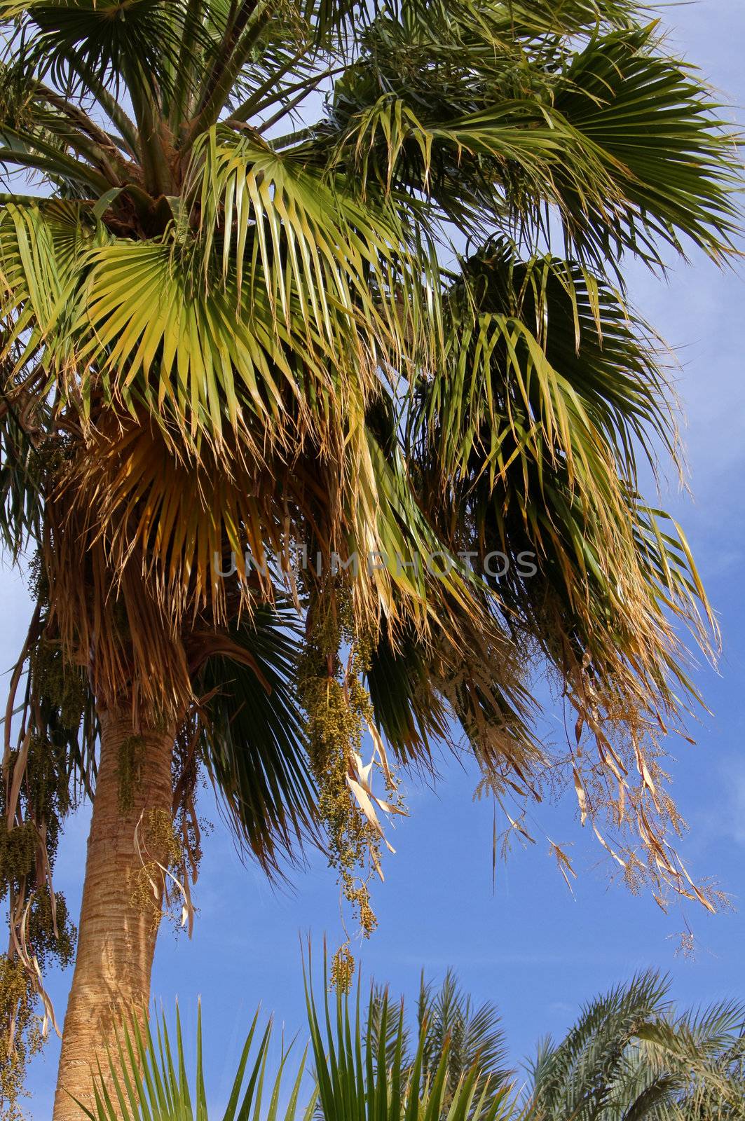 Palm and sky by Elet