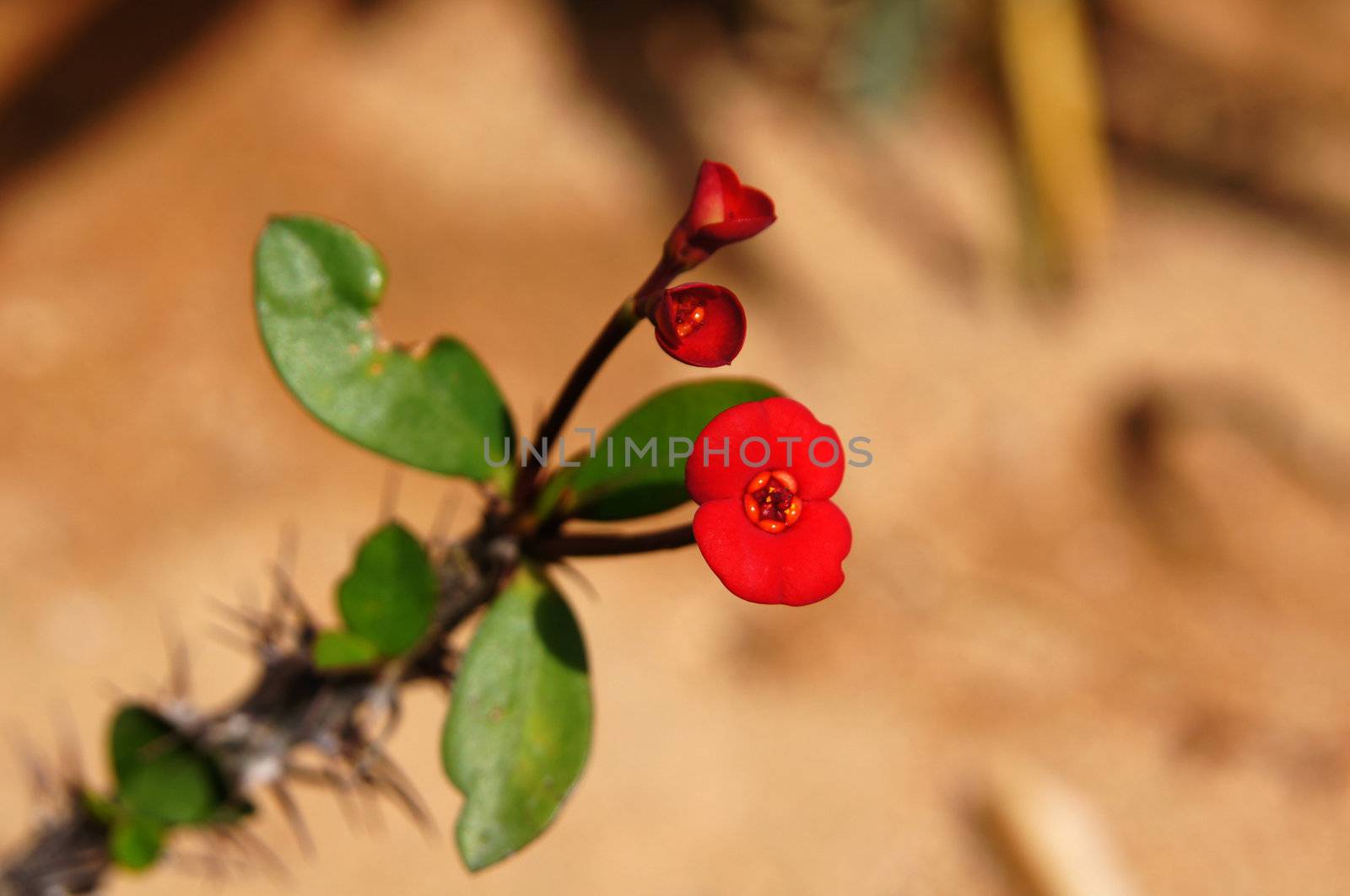 Close up of Euphorbia mili plant                 