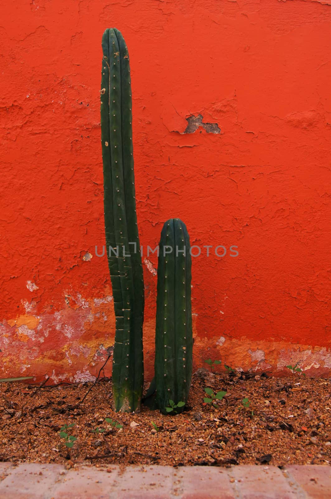 Couple of cactus by Elet